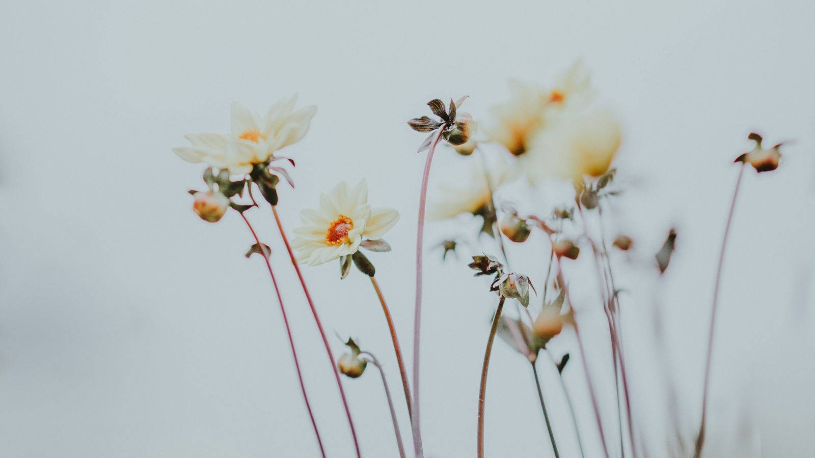 Minimalist Flower Computer, white flowers, orange centers, HD Desktop Wallpaper