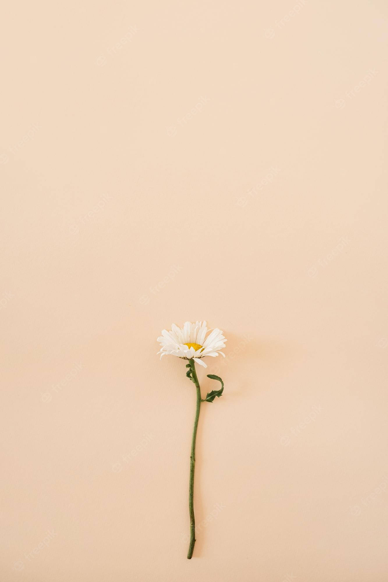 minimalist flower computer, daisy, white daisy, Full HD Phone Wallpaper