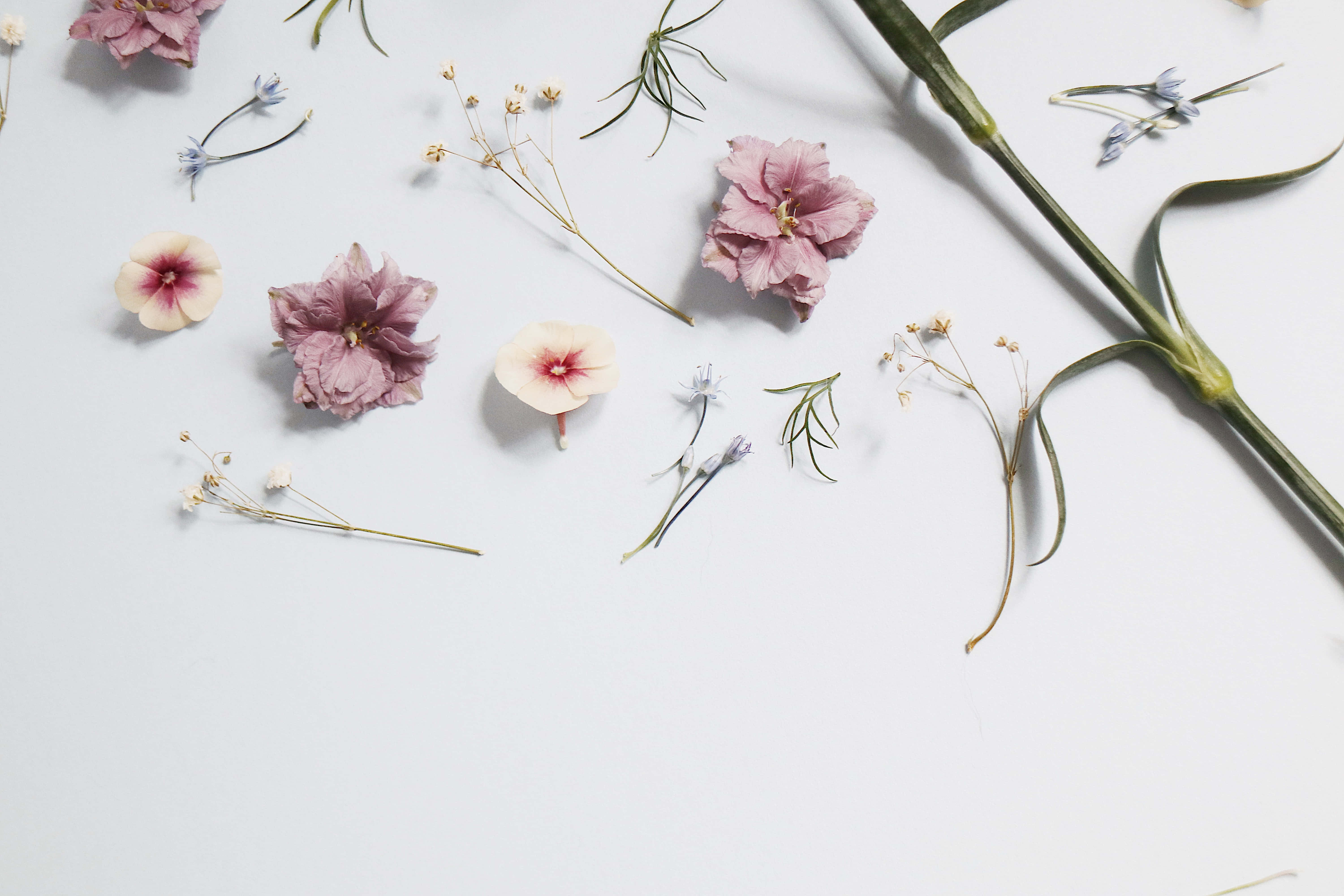 floral computer, pink and white dried flowers, green stems, 5K Desktop Wallpaper