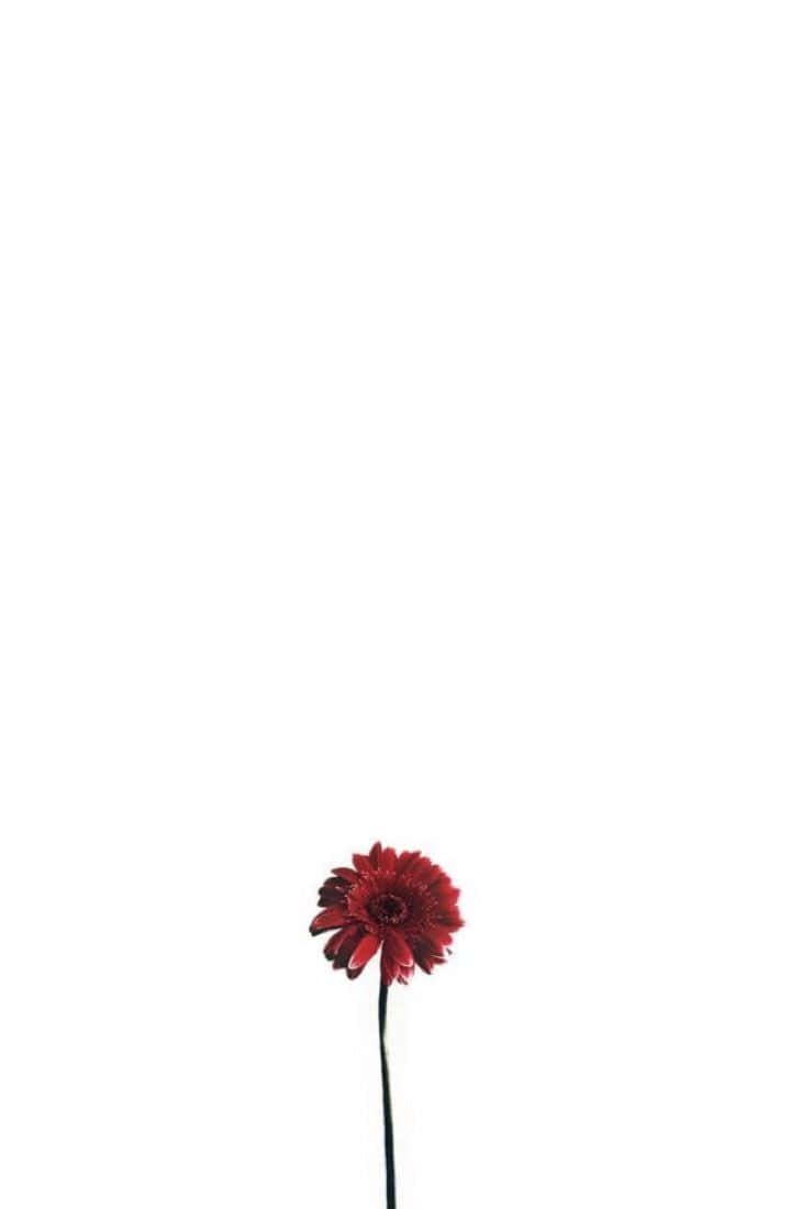 minimalist flower, vibrant red gerbera daisy, white background, SD Phone Wallpaper
