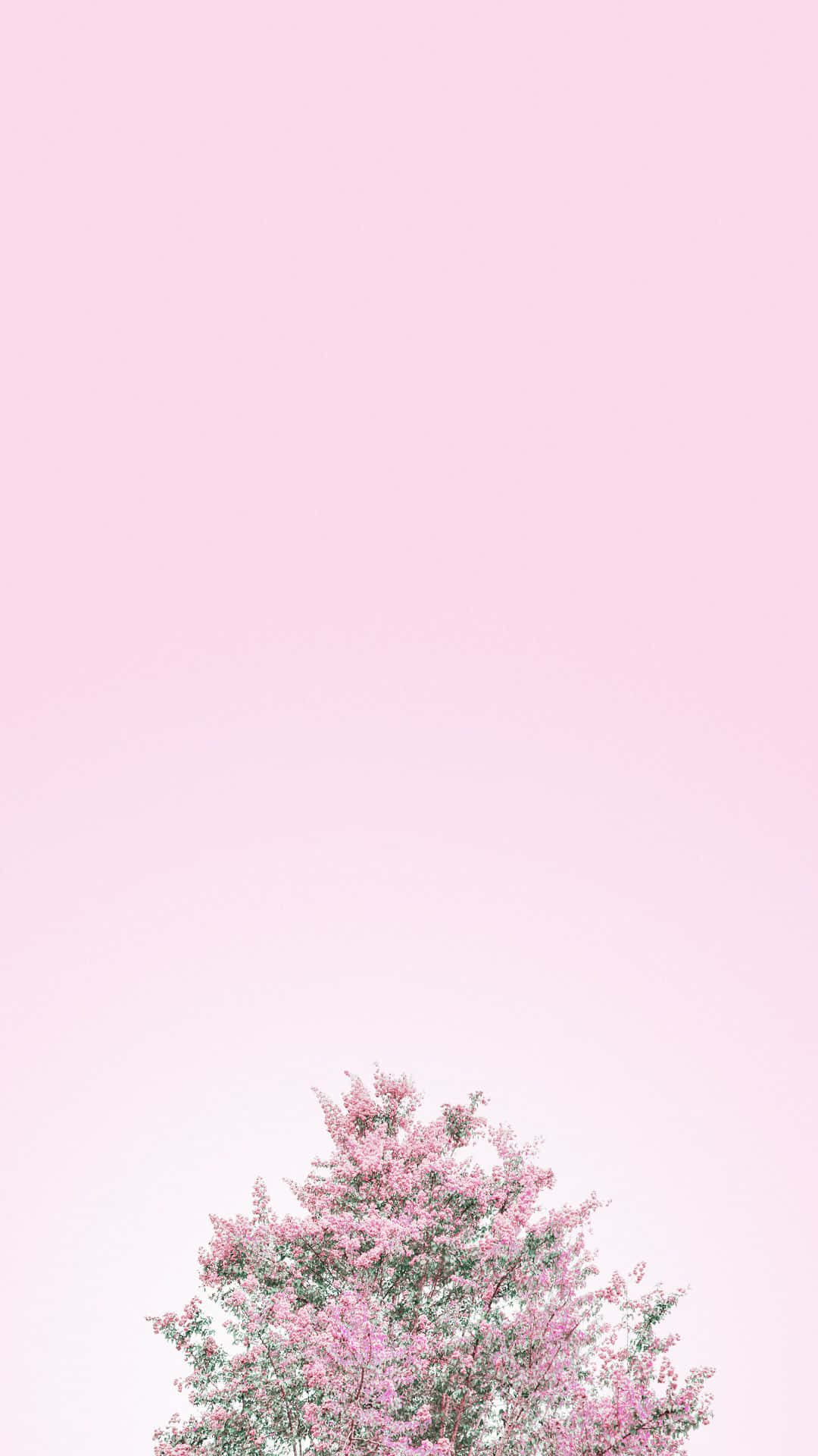 Minimalist Flower Tree, pink tree, soft gradient pink sky, Full HD Phone Wallpaper