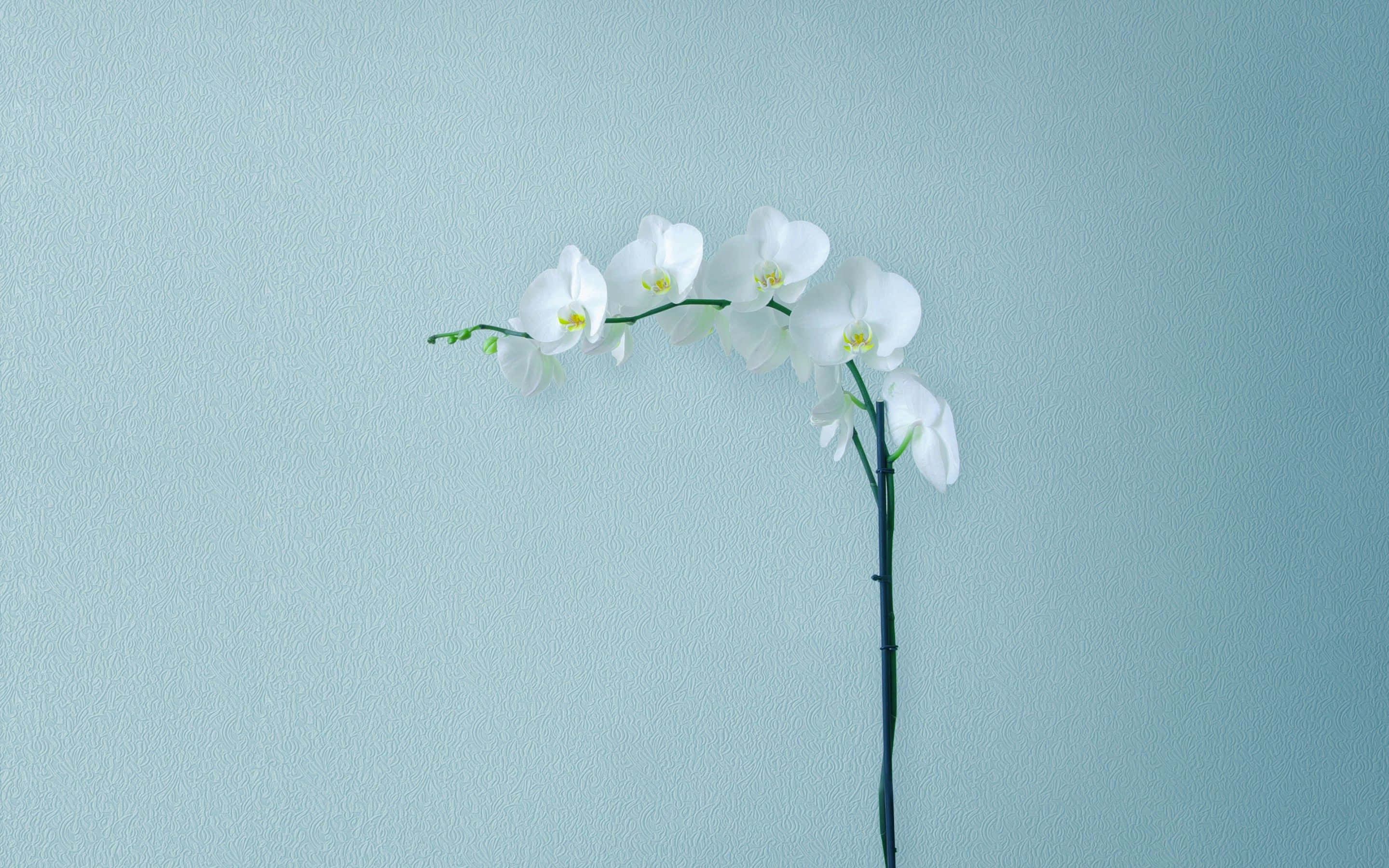 white orchid, mint green wall, minimalist flower, 2K Desktop Wallpaper