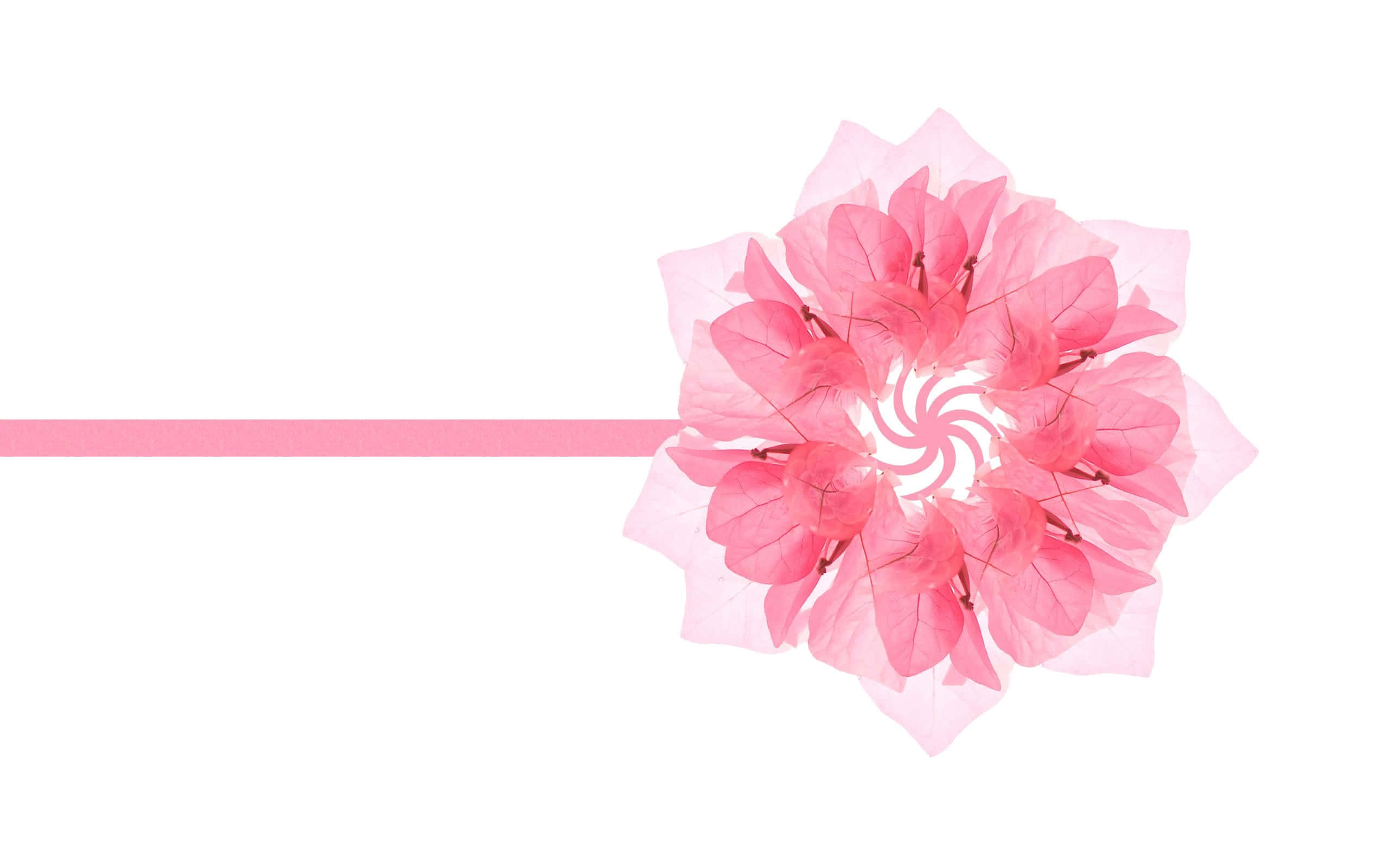 pink flower, translucent petals, spiral, 2K Desktop Wallpaper