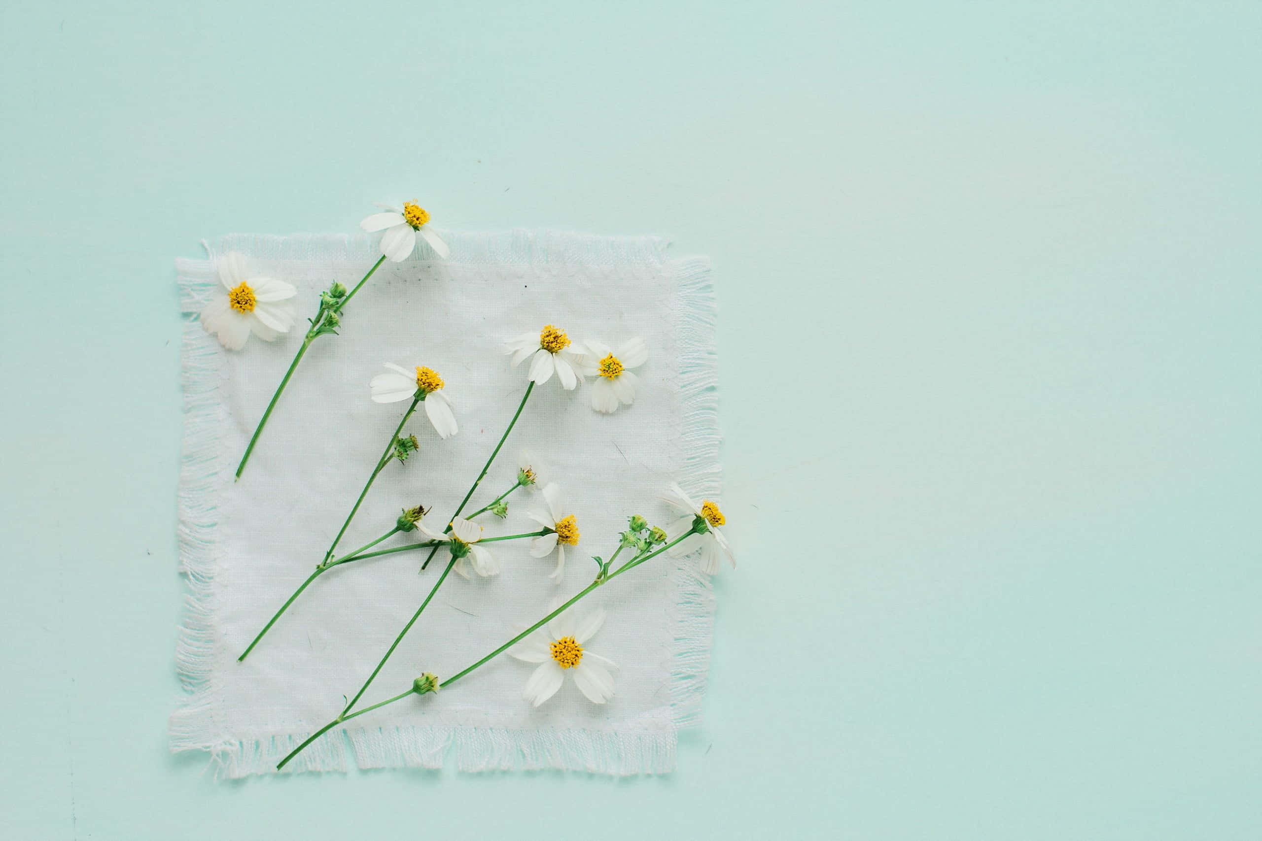 minimalist flower, white daisies, yellow centers, 2K Desktop Wallpaper