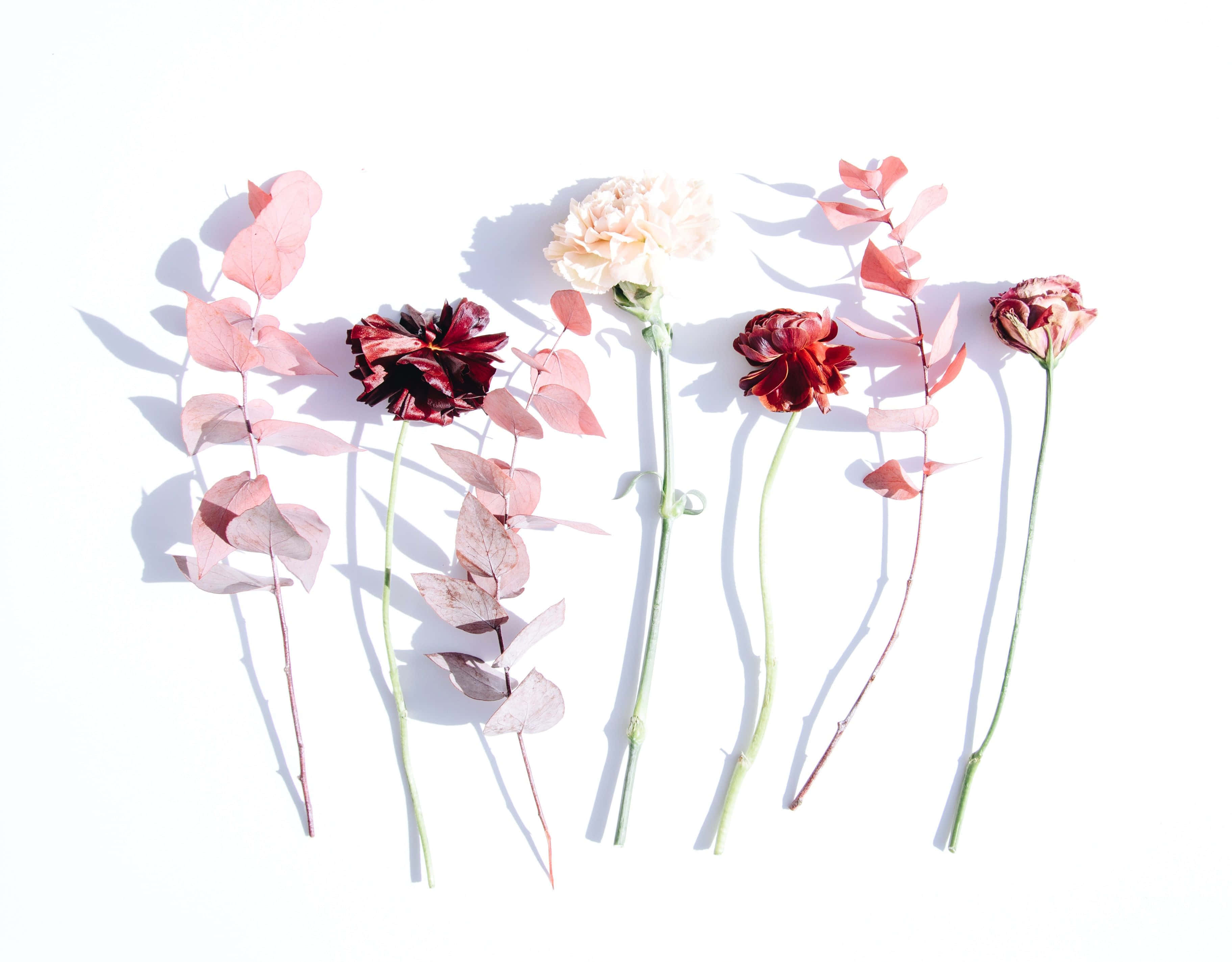 minimalist flower, pink petals, red petals, 2K Desktop Wallpaper