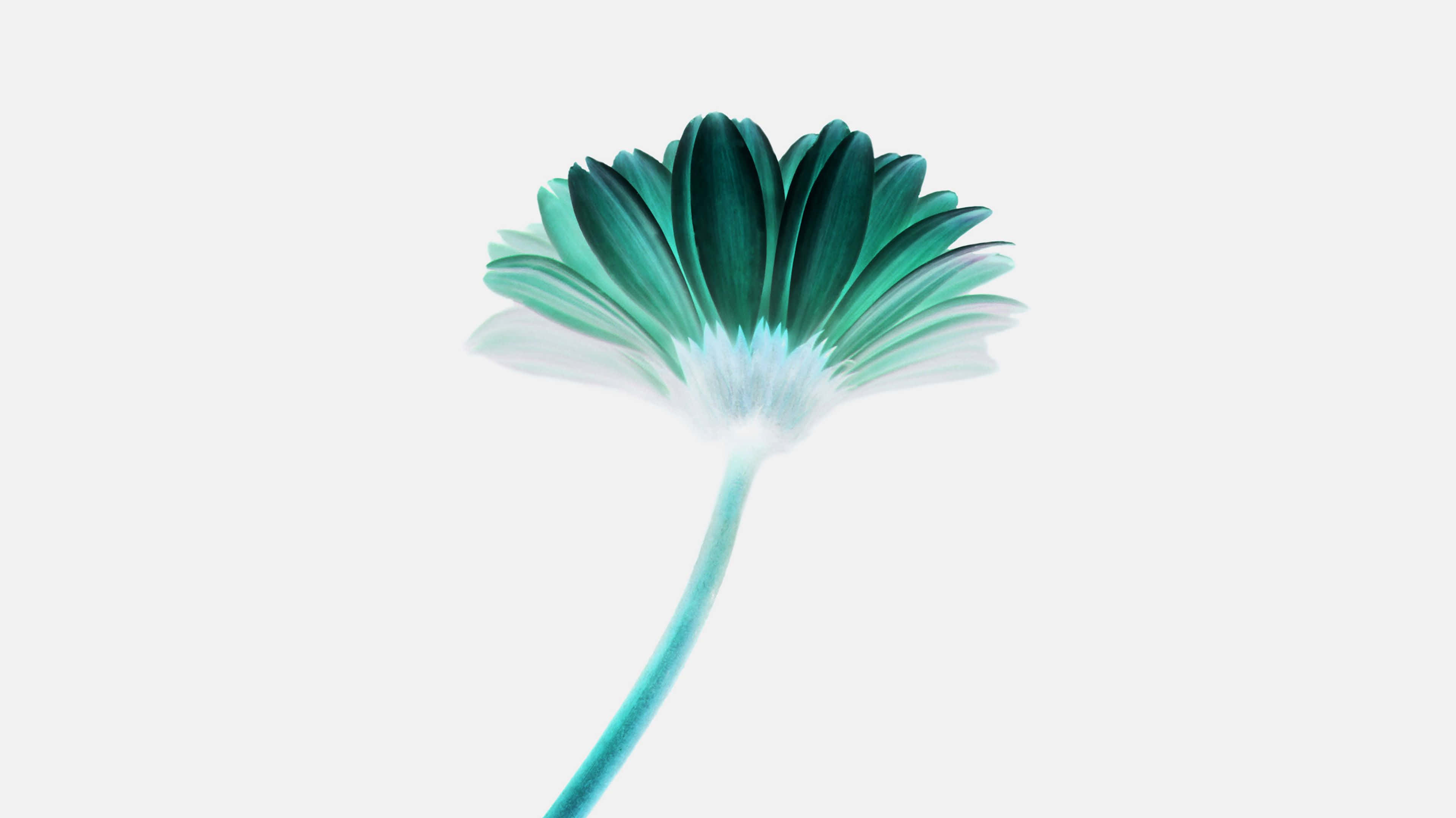 minimalist flower, teal flower, glowing white center, 4K Desktop Wallpaper