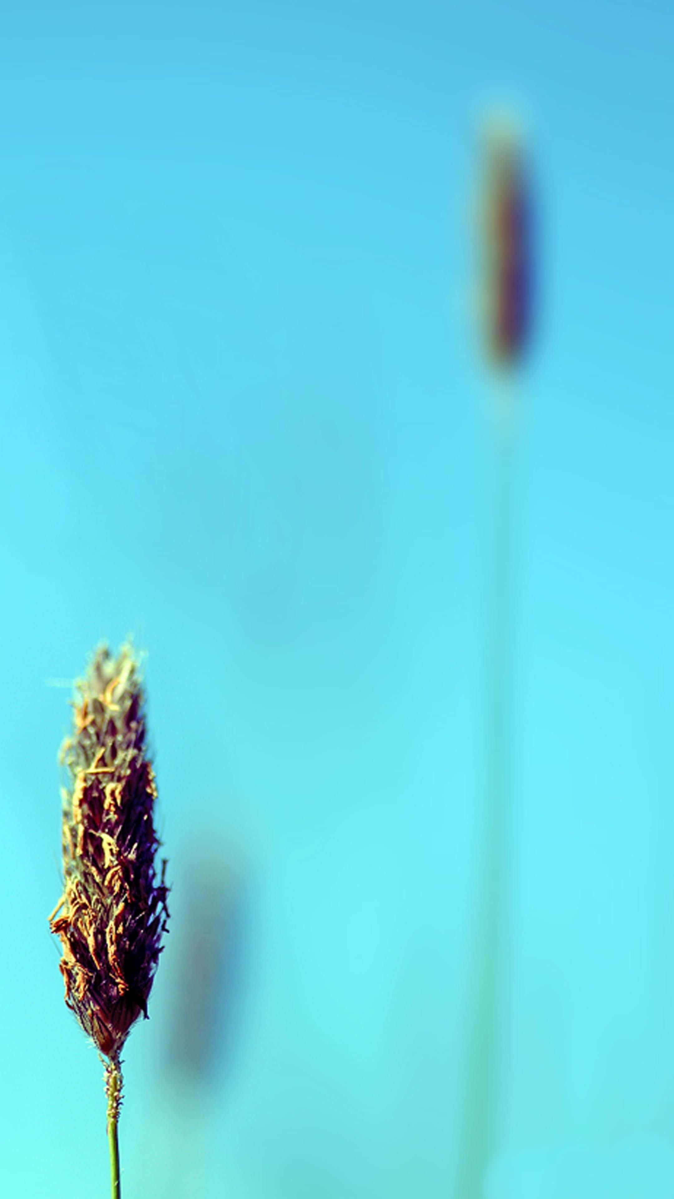 Minimalist Plantago Flower, dried grass seed head, soft blue sky, 4K Phone Wallpaper