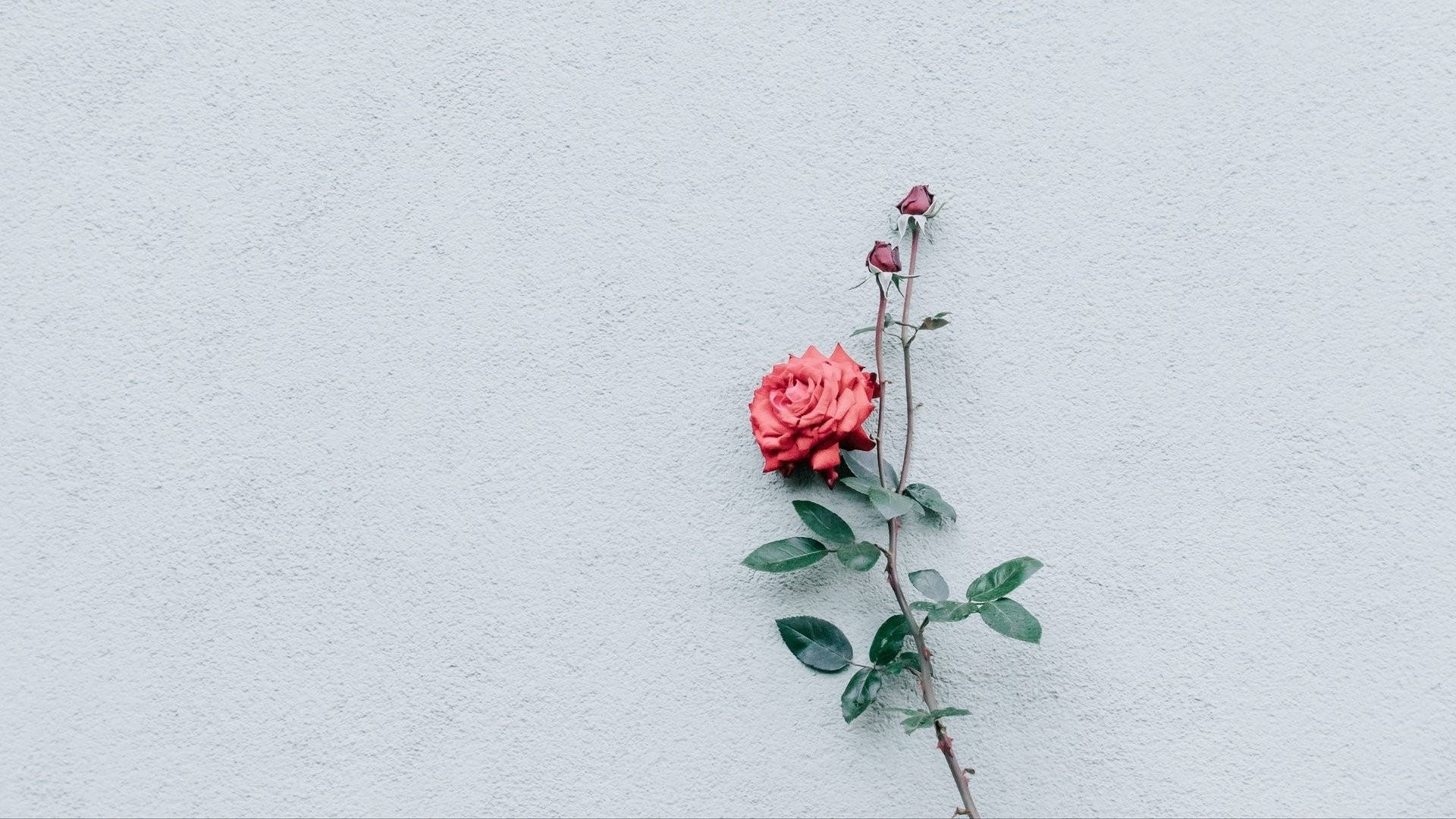 minimalist flower computer, rose, vibrant red rose, Full HD Desktop Wallpaper