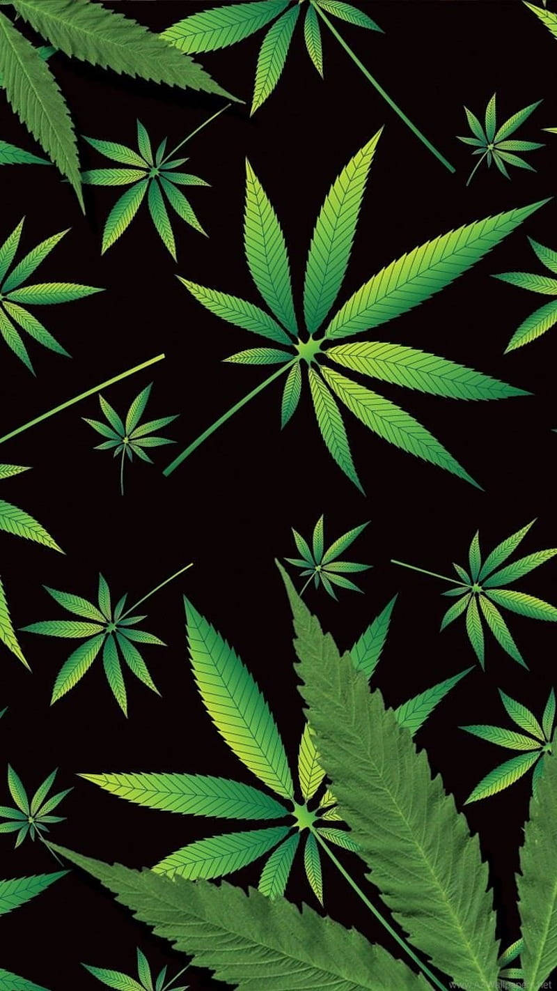 cannabis leaves, vibrant green, stark black background, HD Phone Wallpaper