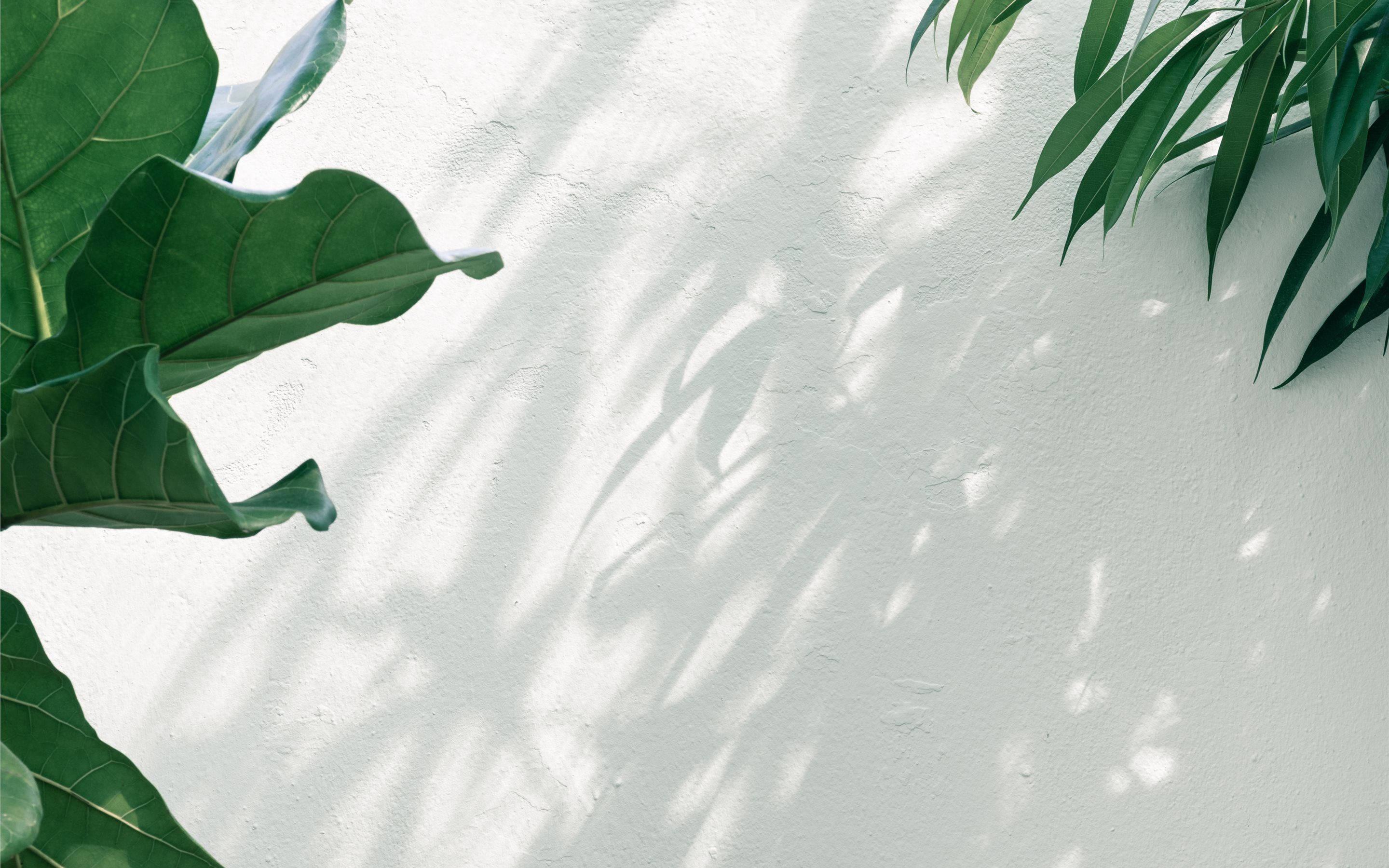 minimalist aesthetic, iPad, lush green leaves, 2K Desktop Wallpaper