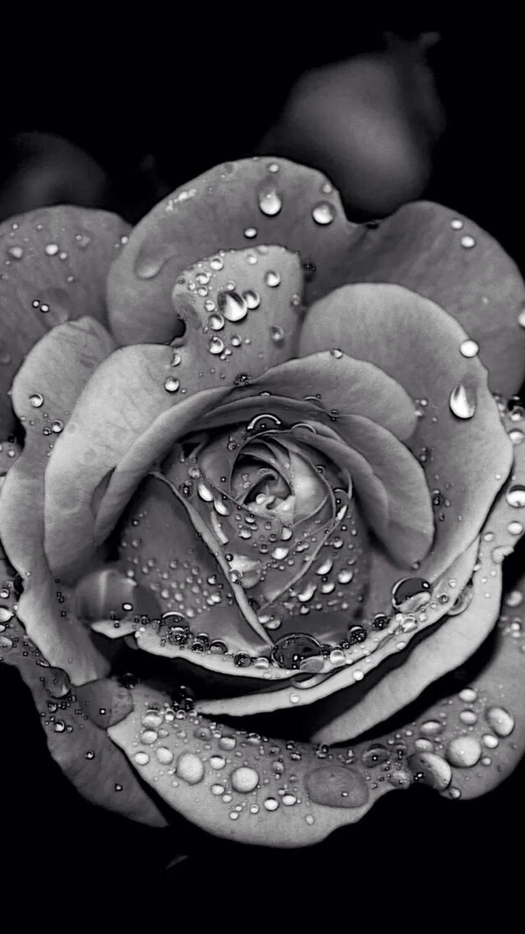Black Beauty Flower, Black Rose, iPhone, Full HD Phone Wallpaper