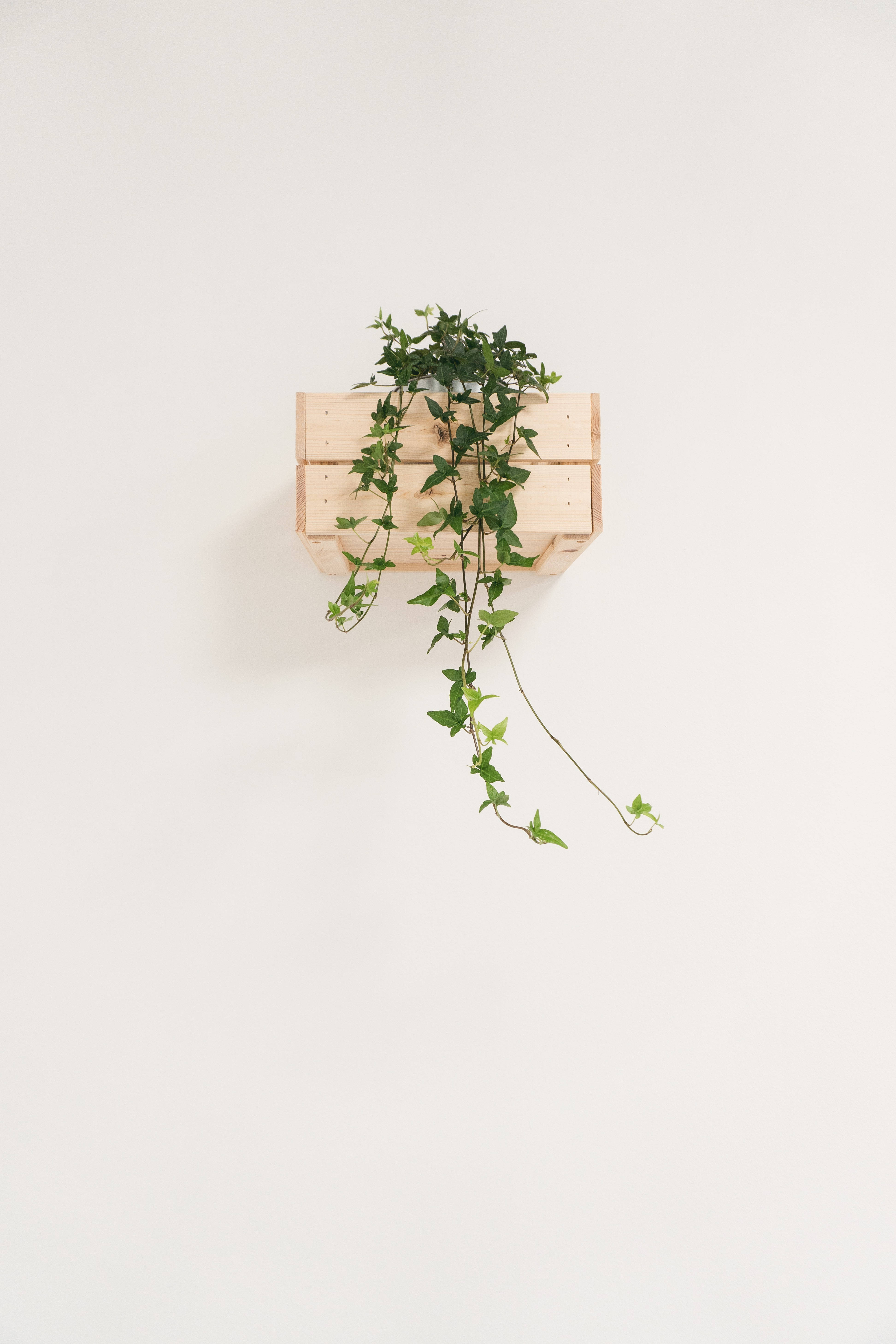 wooden crate, white wall, lush green ivy plant, 5K Phone Wallpaper