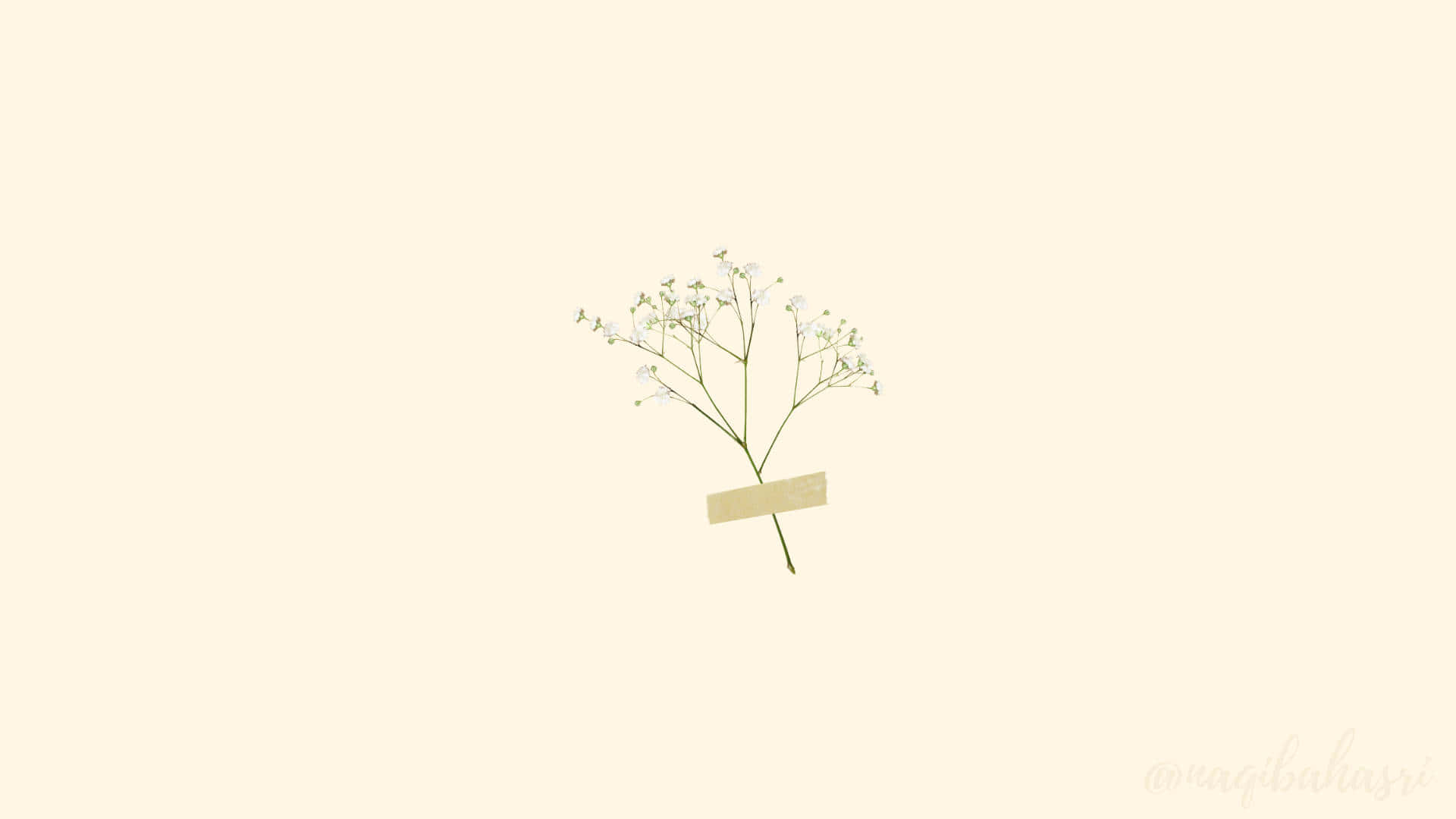 baby's breath flowers, cream background, beige adhesive strip, Full HD Desktop Wallpaper