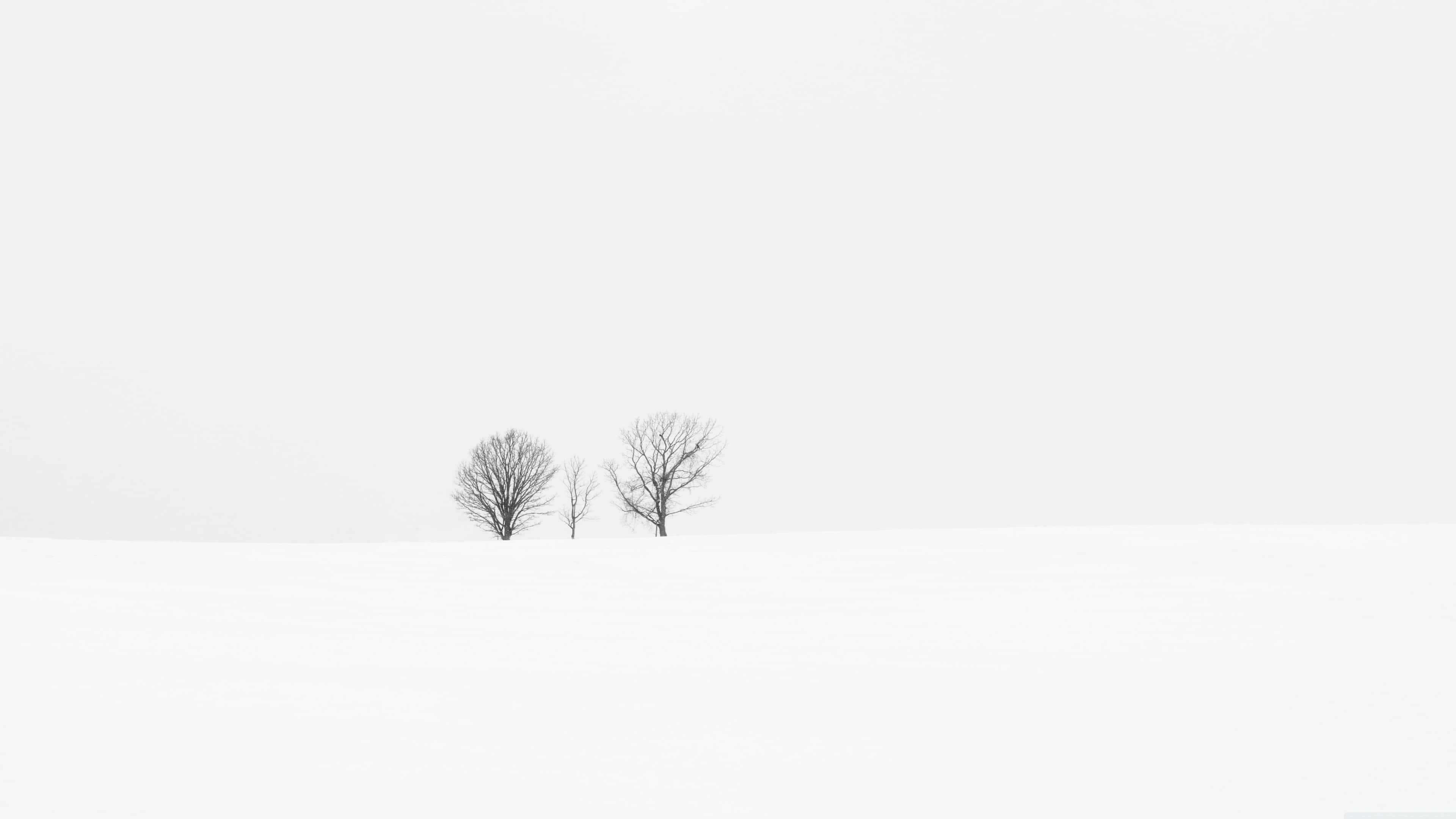 4K, Minimalist Landscape, bare trees, 4K Desktop Wallpaper