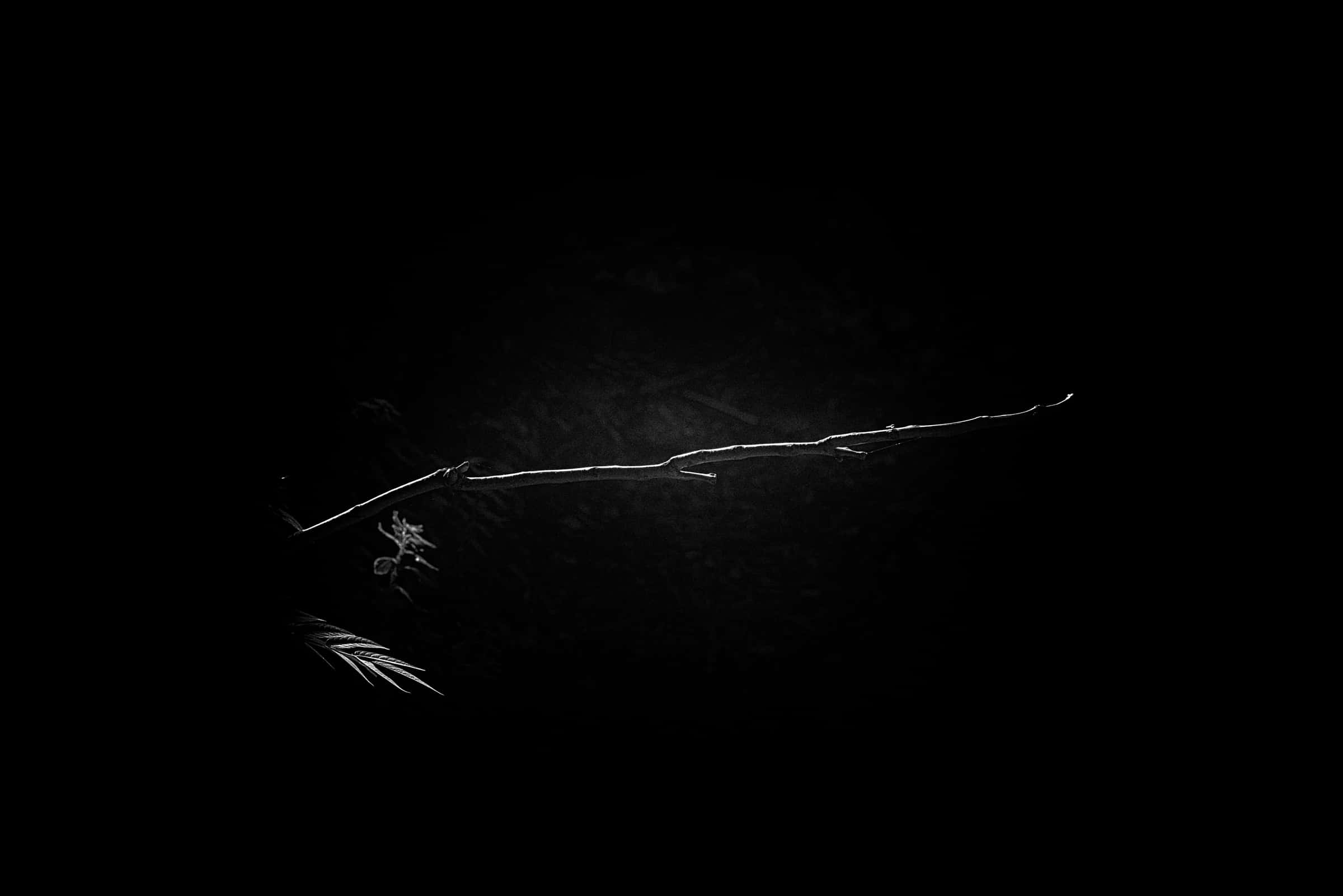 minimalist monochrome, illuminated branch, delicate leaves, Full HD Desktop Wallpaper