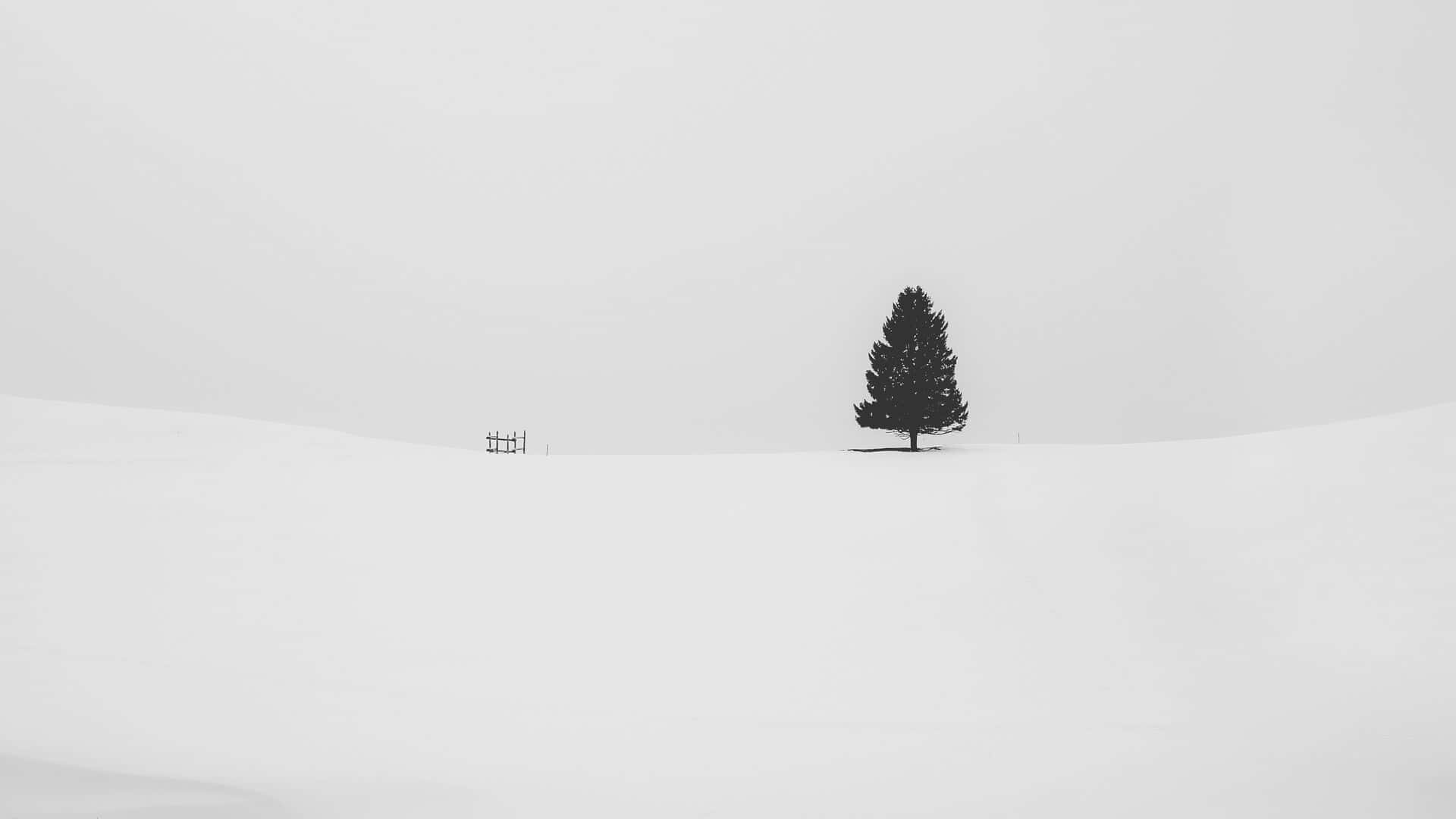 dark pine tree, snowy plain, overcast gray sky, Full HD Desktop Wallpaper