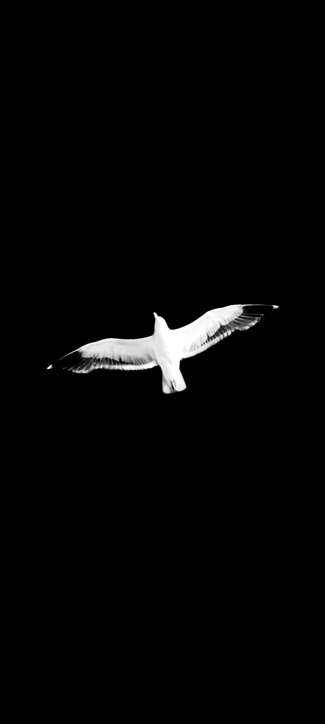 minimalist monochrome, stark white seagull, wings spread wide, Full HD Phone Wallpaper