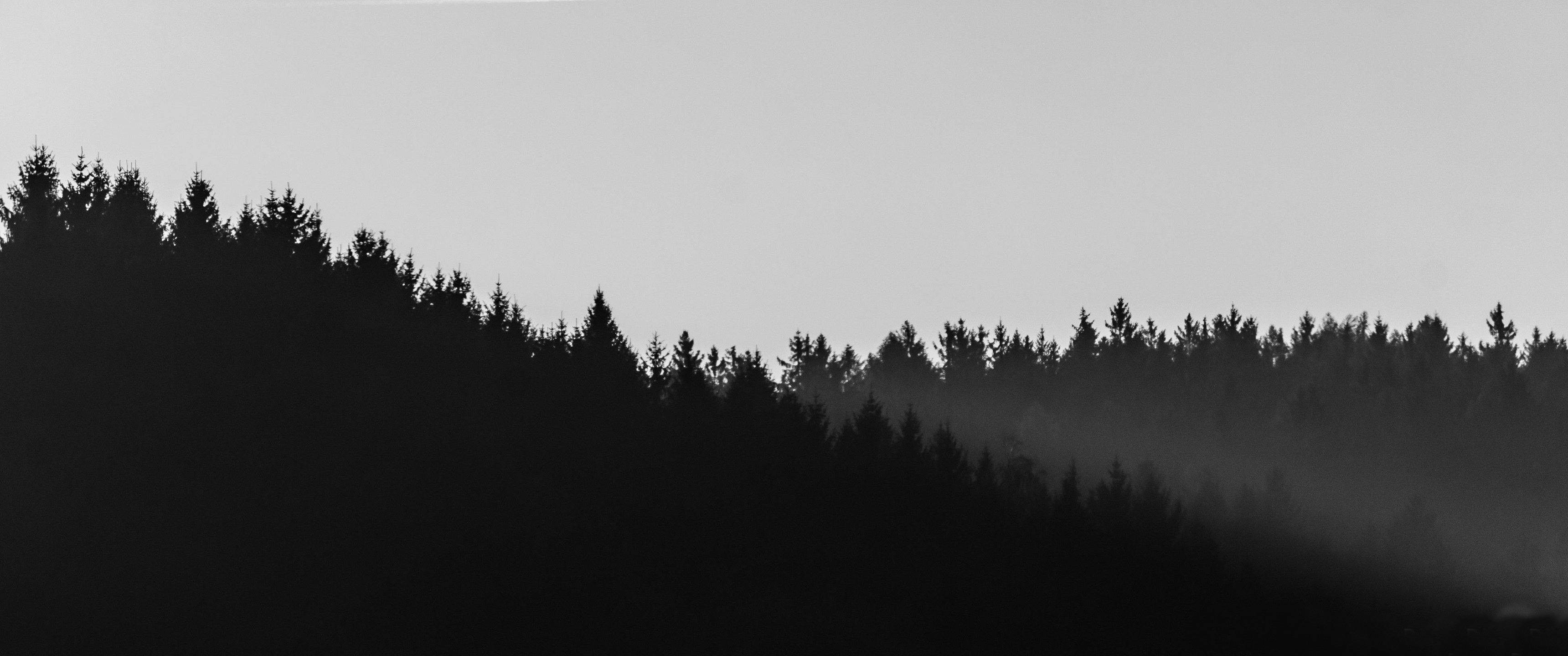 pine forest, mist, pale gray sky, 2K Desktop Wallpaper