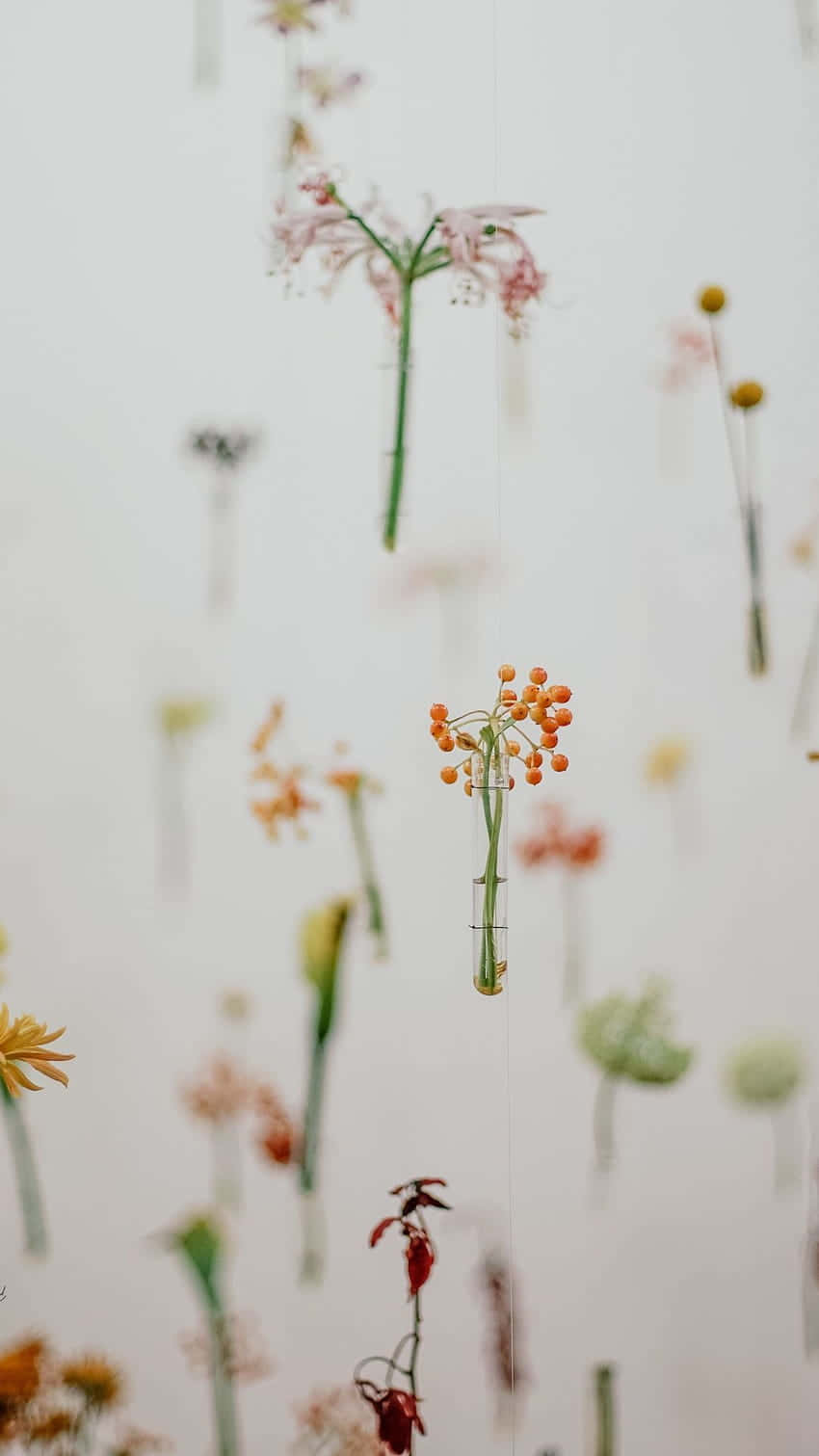 hanging floral display, pastel aesthetic, delicate dried flowers, HD Phone Wallpaper