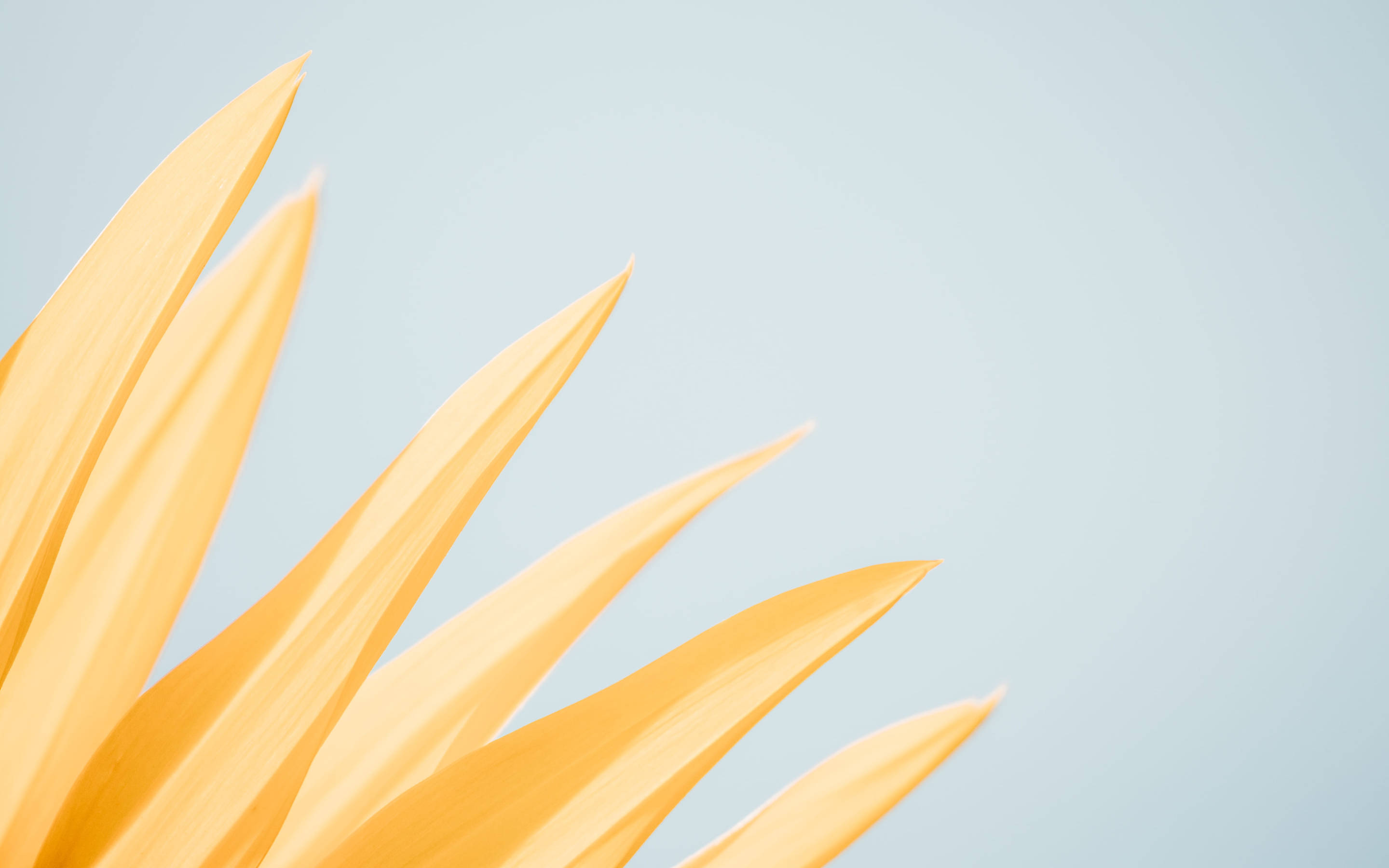 pastel yellow, soft pale blue, minimalist composition, 2K Desktop Wallpaper