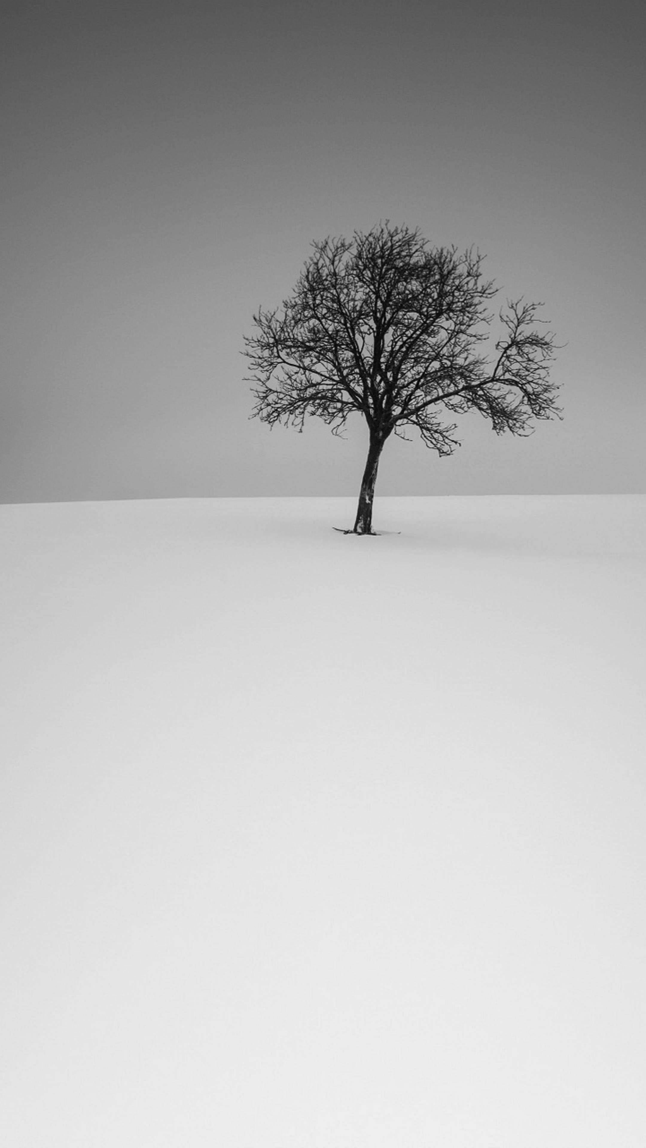 Tree, snowy plain, gradient gray sky, 4K Phone Wallpaper