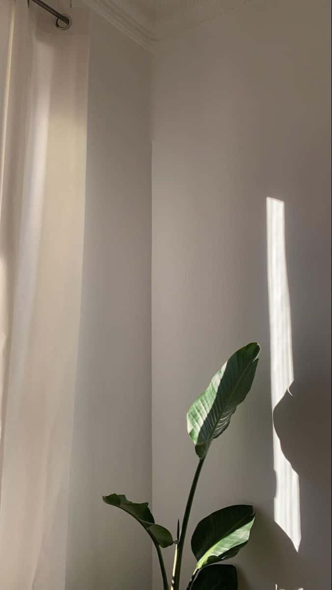 green plant, white wall, sunlight, SD Phone Wallpaper
