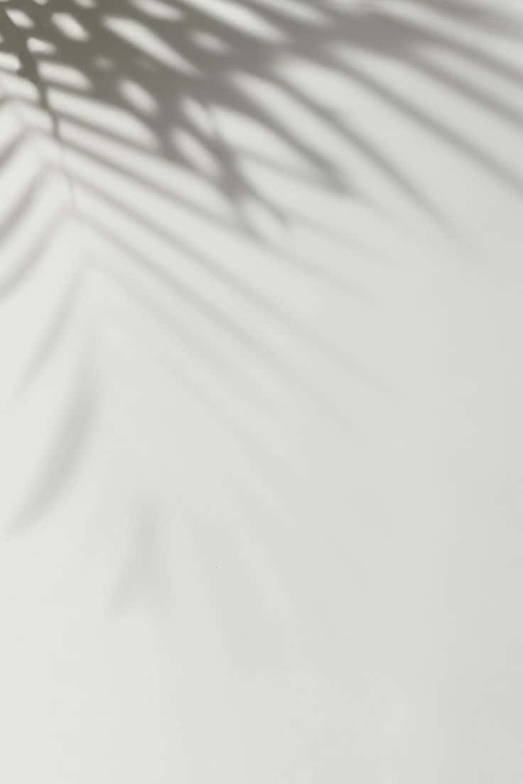 minimalist photography, white wall, palm leaf shadows, SD Phone Wallpaper