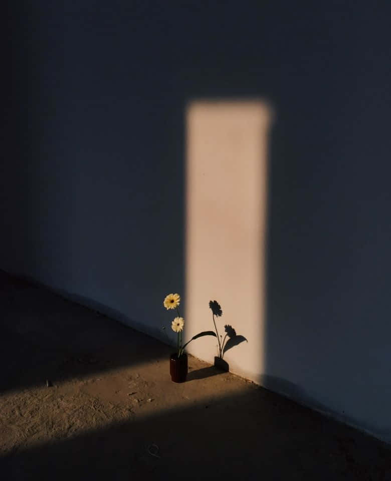 minimalist photography, potted flowers, warm sunlight, SD Phone Wallpaper