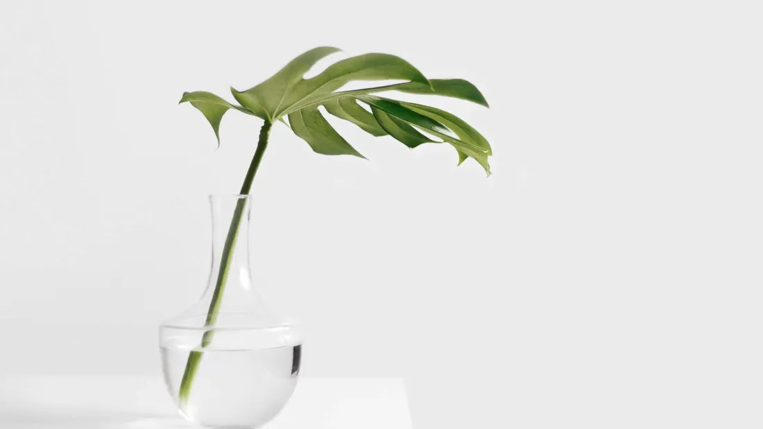 Minimalist Plant Desktop