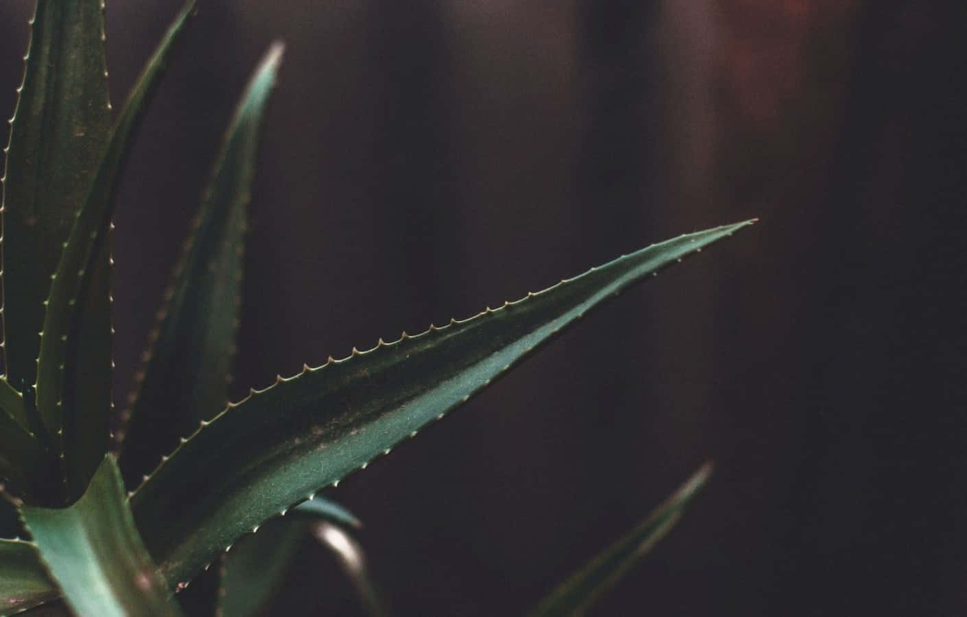 aloe vera, spiky aloe vera leaves, serrated edges, HD Desktop Wallpaper