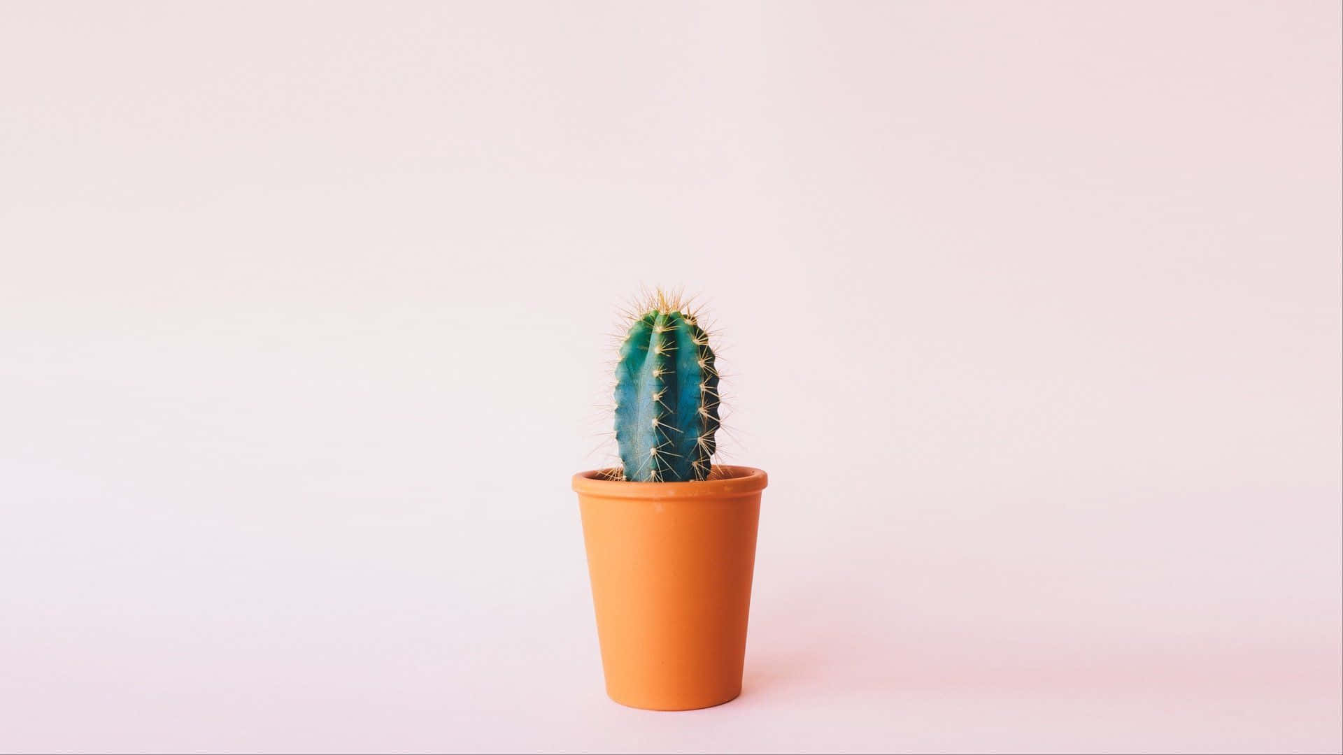 minimalist plant desktop, blue-green cactus, yellow spines, Full HD Desktop Wallpaper