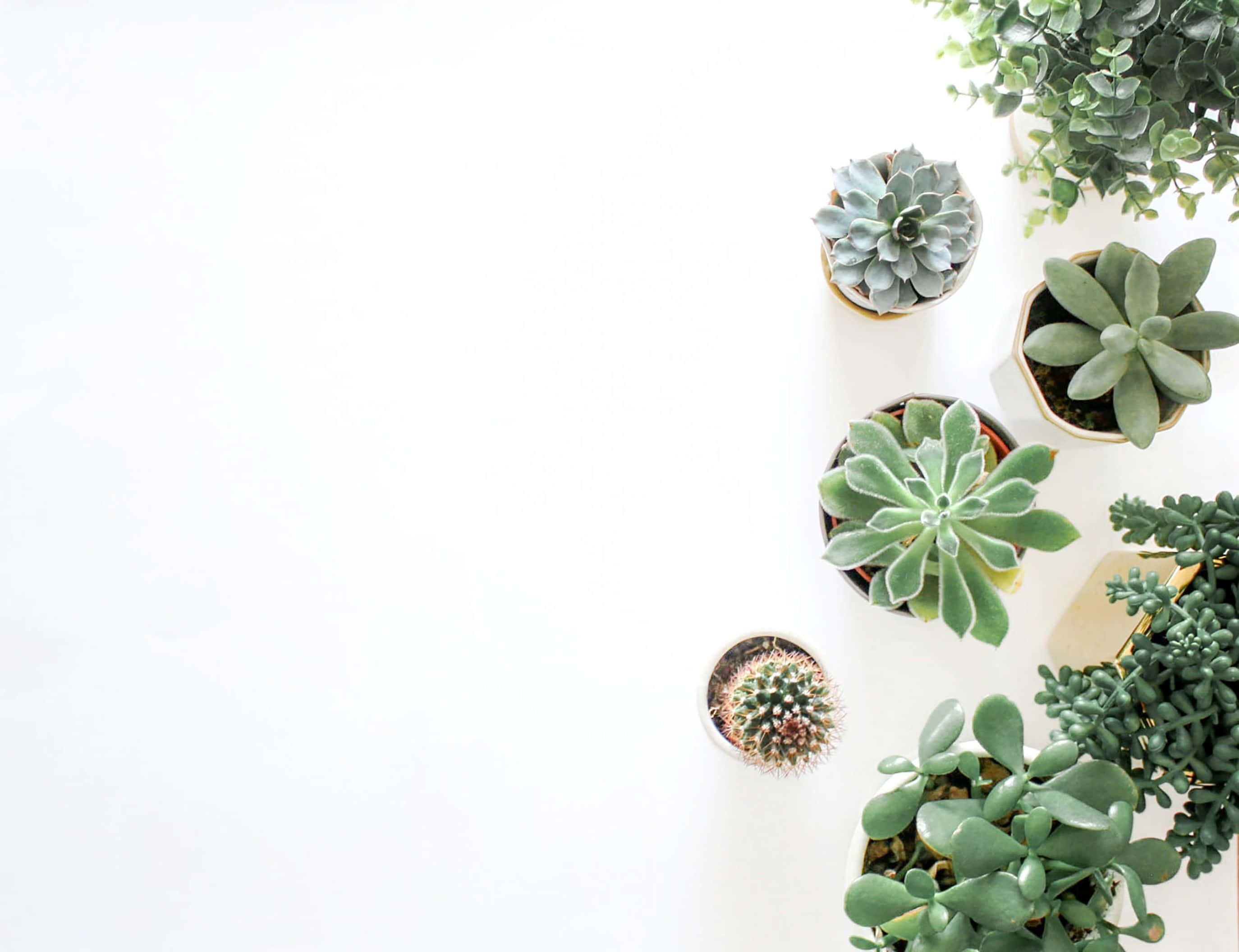 minimalist plant desktop, succulents, cacti, 2K Desktop Wallpaper