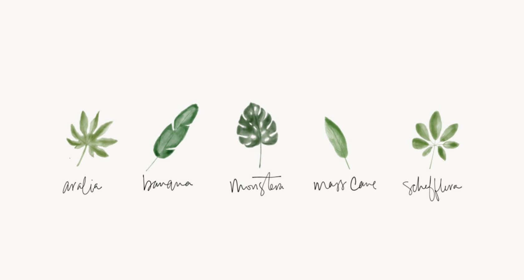 watercolor illustrated tropical leaves, soft cream background, labeled with their names, HD Desktop Wallpaper