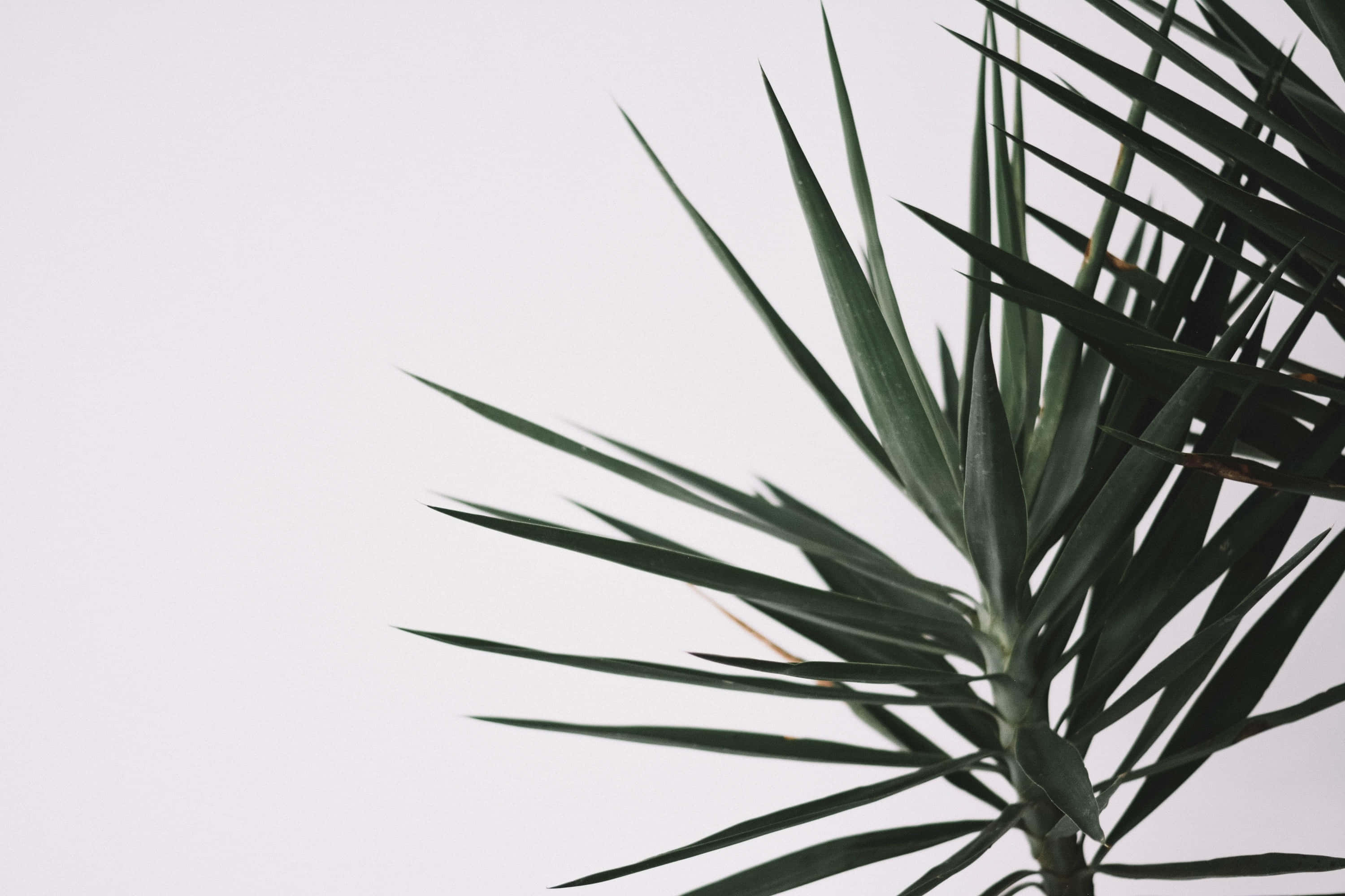 Spineless Yucca Leaves, minimalist plant desktop, dark green, 2K Desktop Wallpaper