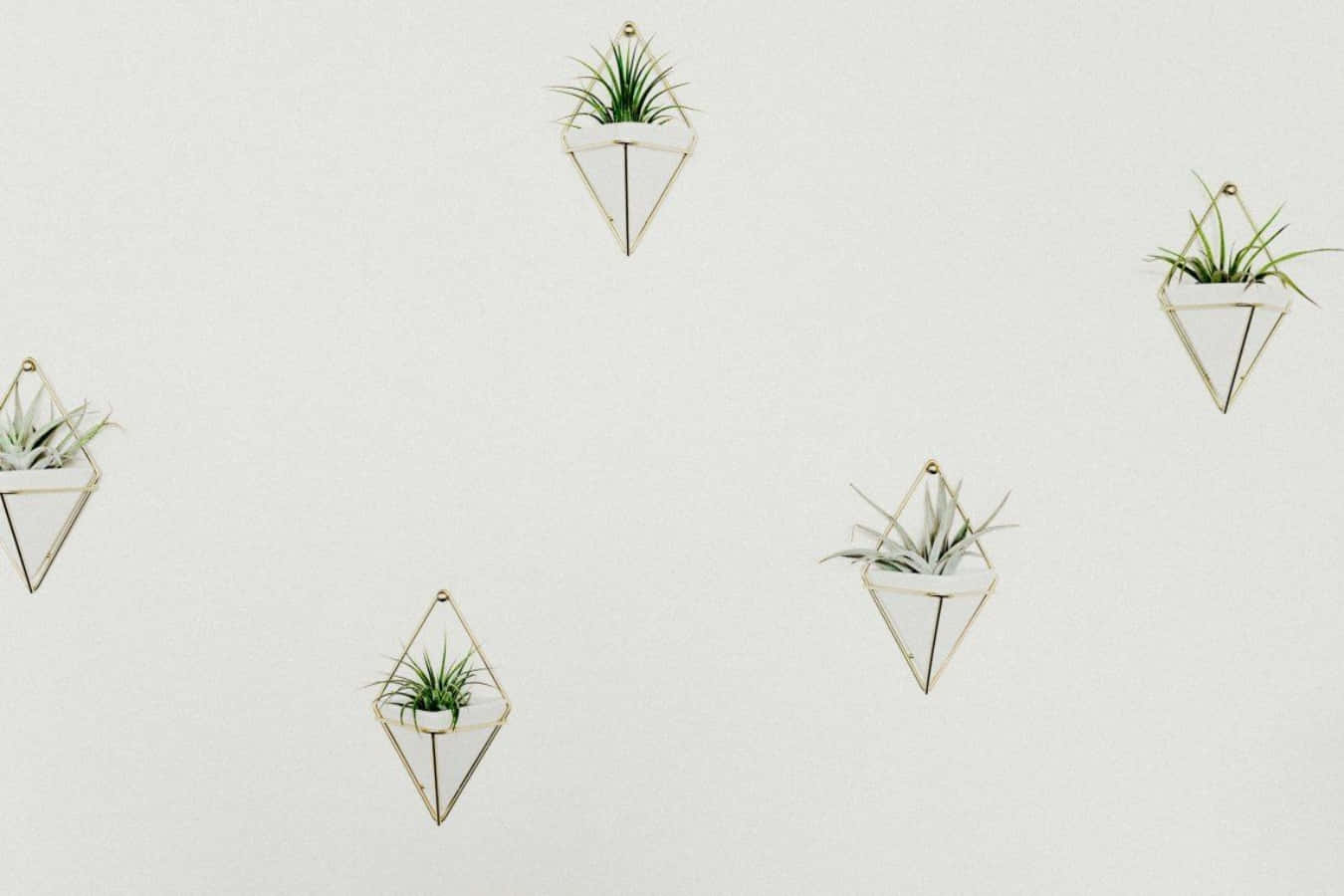 Scandinavian Minimalist Plant Desktop, geometric gold-framed planters, green air plants, HD Desktop Wallpaper