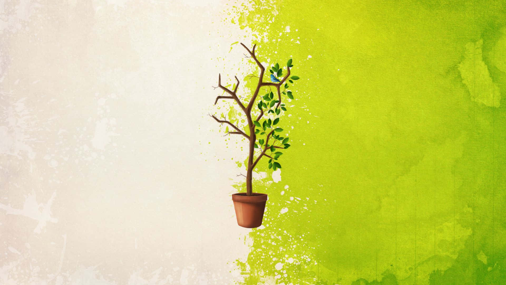 minimalist plant desktop, potted tree, budding green leaves, Full HD Desktop Wallpaper