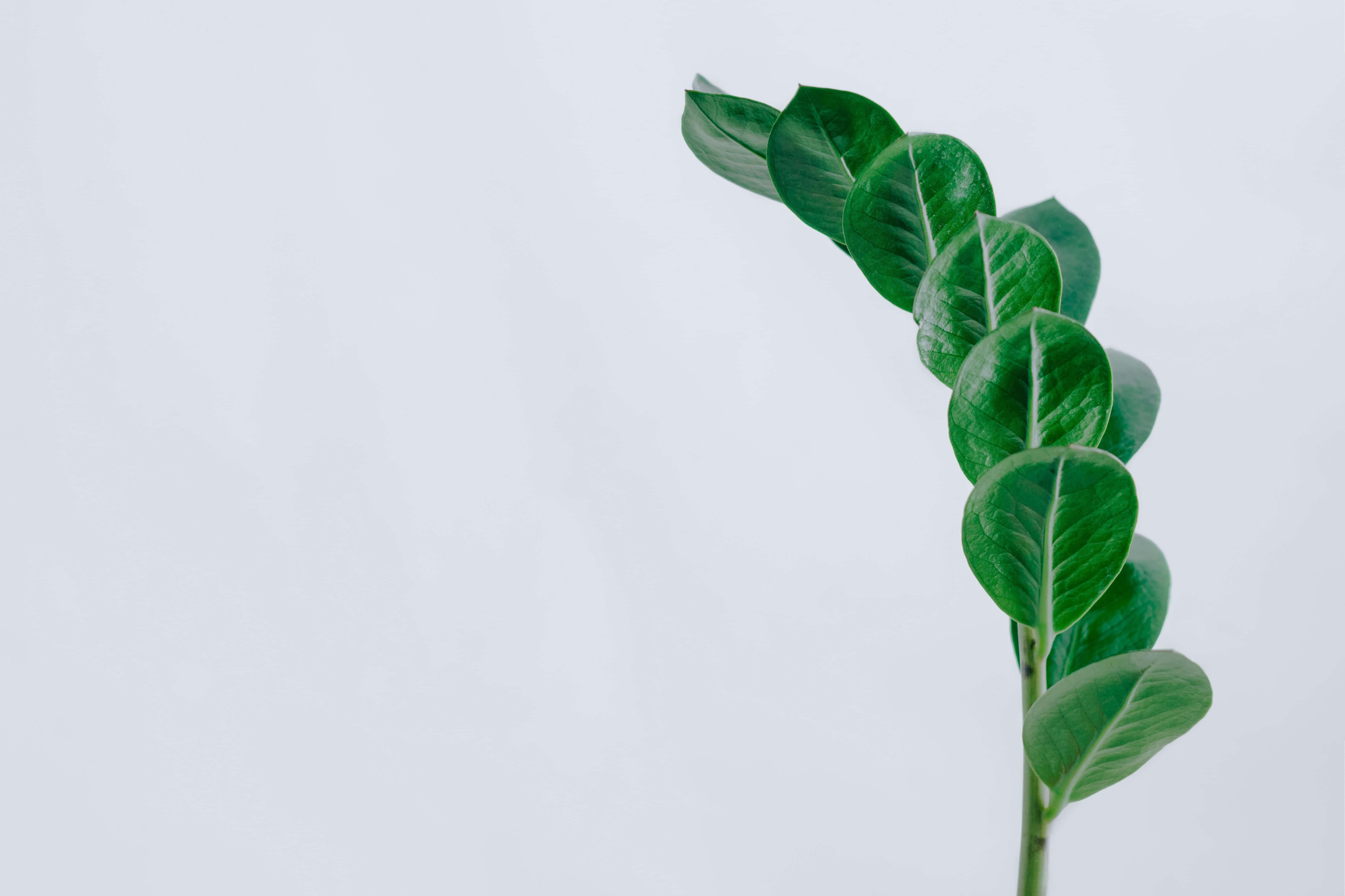 Minimalist Plant Desktop, green leafy stem, soft white background, 5K Desktop Wallpaper