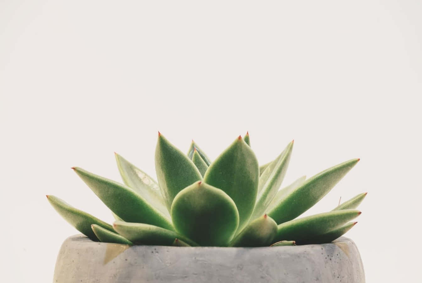 minimalist plant desktop, potted succulent, pointed leaves, HD Desktop Wallpaper