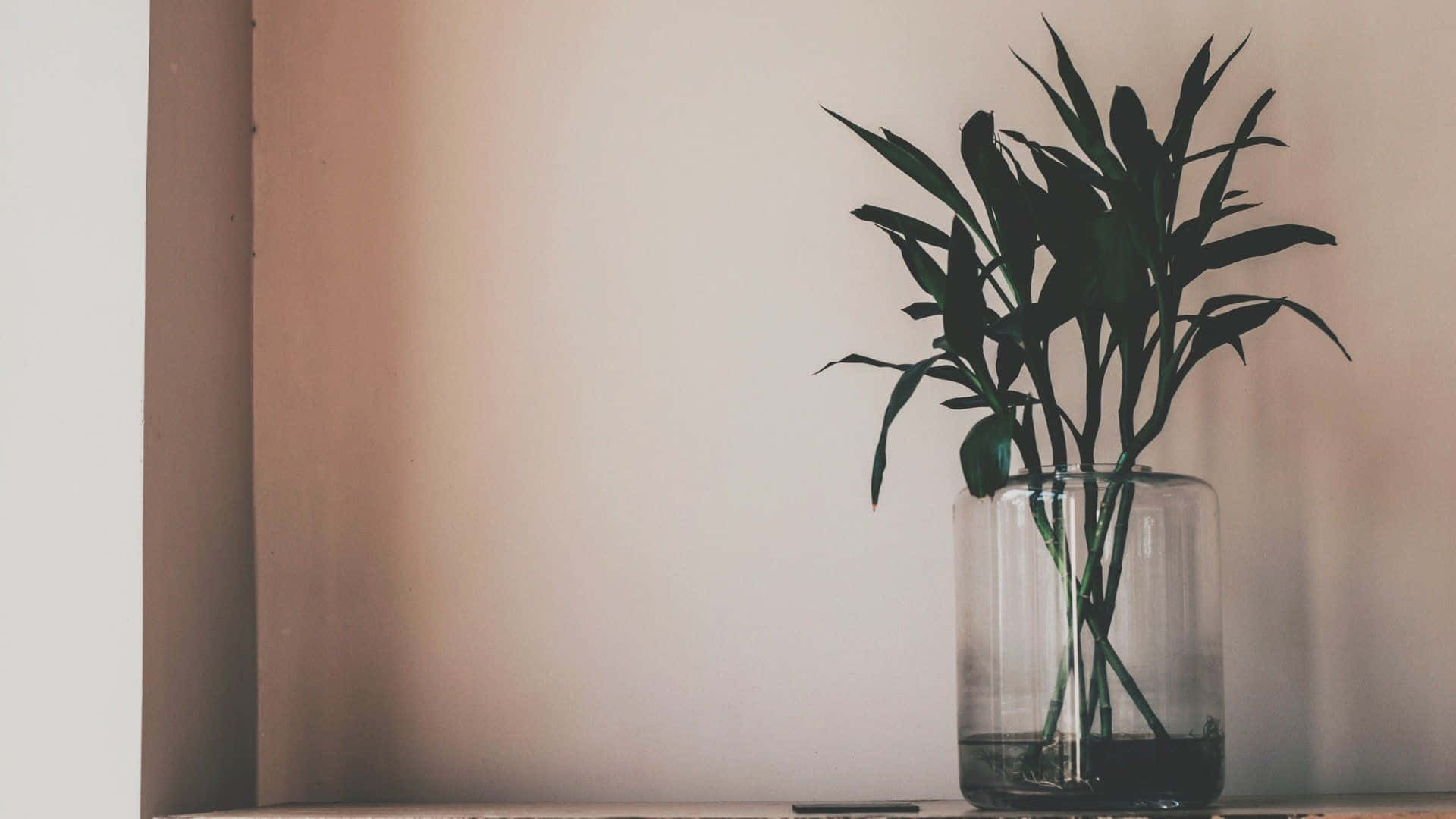 minimalist plant desktop, tall glass vase, green bamboo stalks, Full HD Desktop Wallpaper