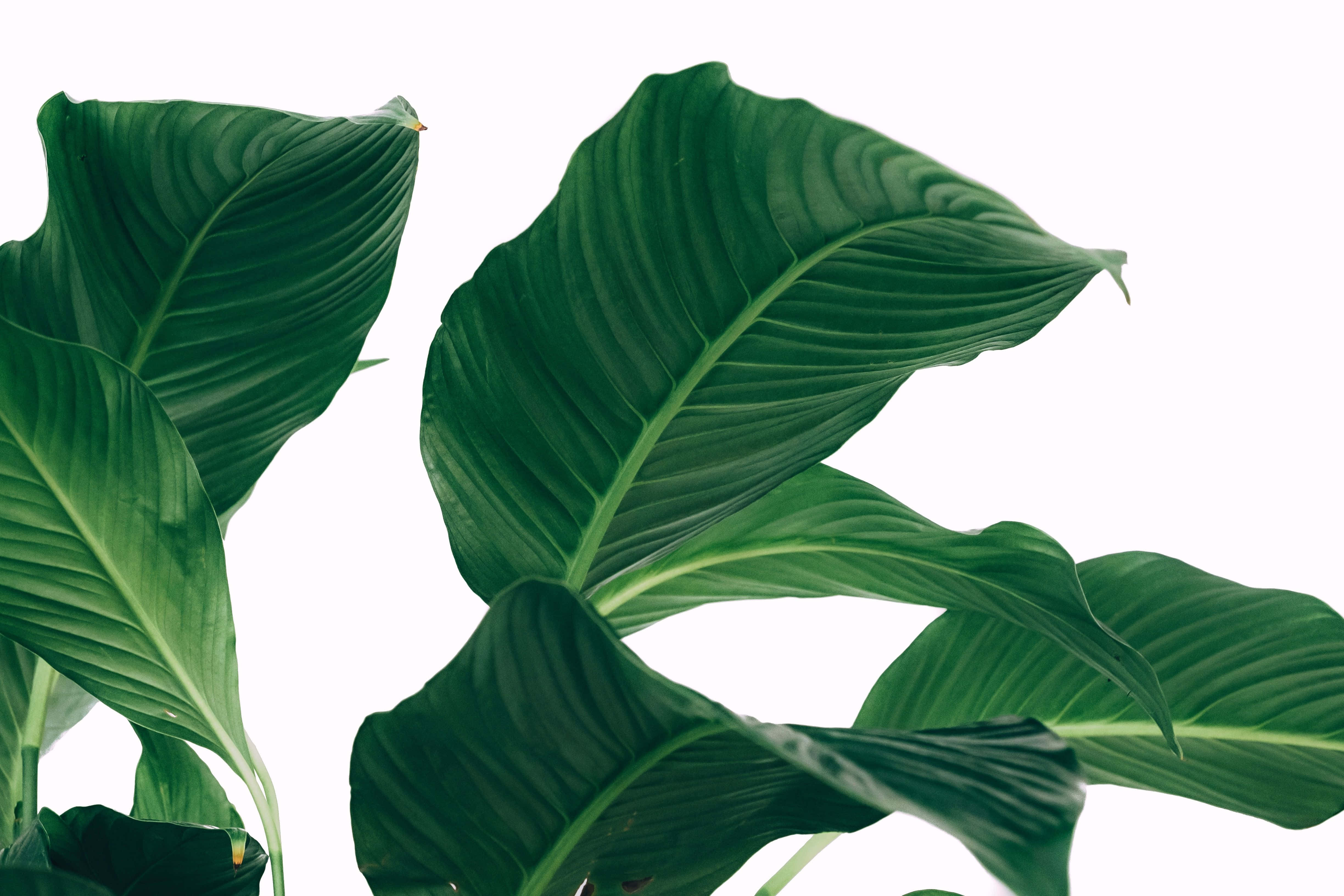 Minimalist Plant Desktop, broad green leaves, glossy green, 4K Desktop Wallpaper