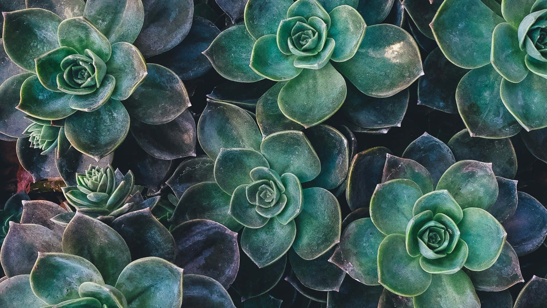 succulents, lush green, layered rosettes, Full HD Desktop Wallpaper