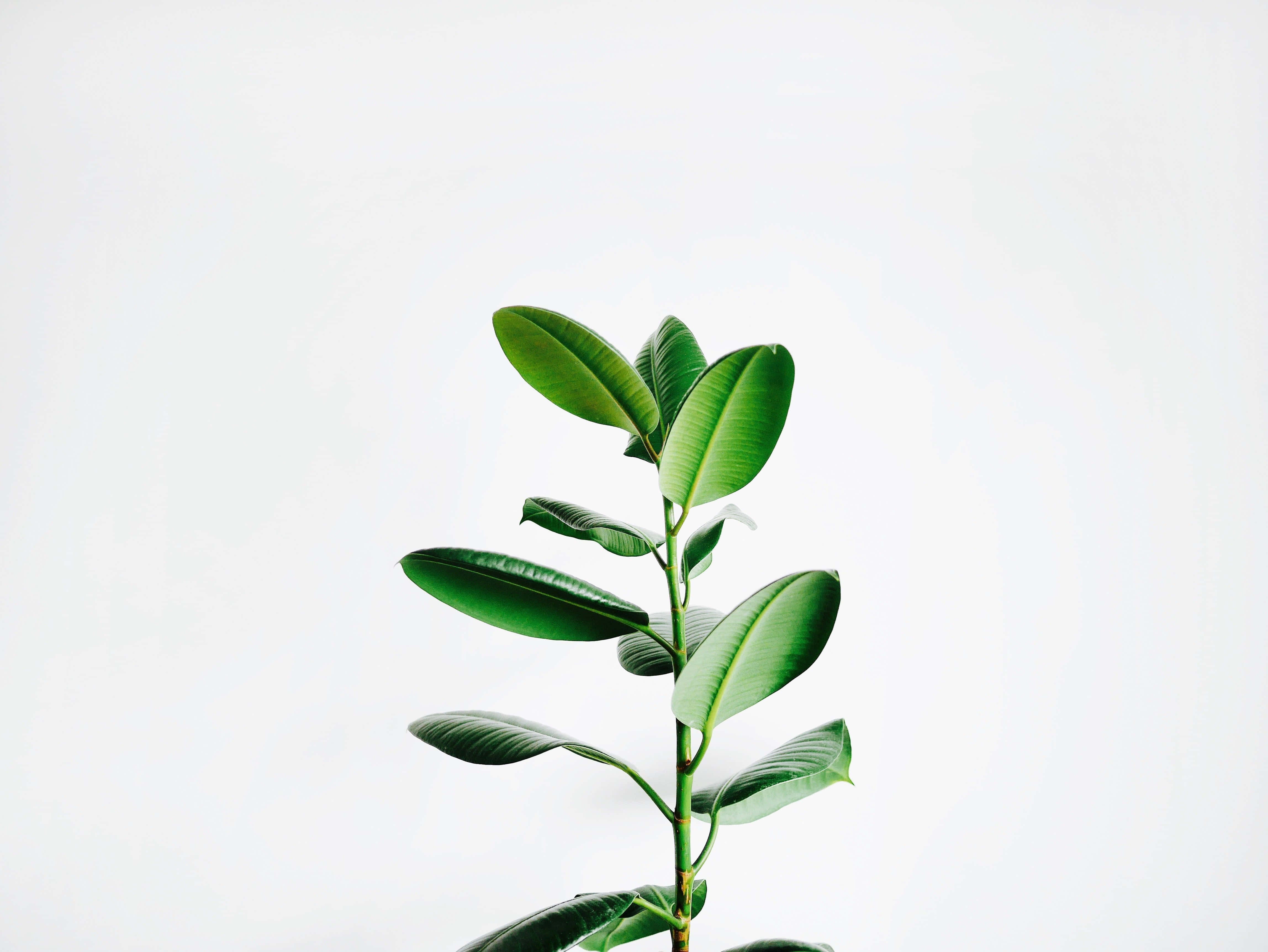 Minimalist Plant Desktop, rubber plant, glossy leaves, 4K Desktop Wallpaper