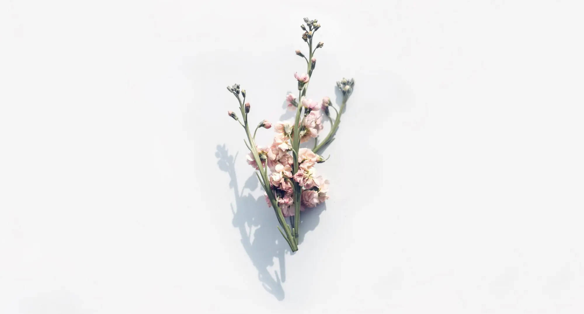 minimalist flower computer, pink flowers, green stems, Full HD Desktop Wallpaper