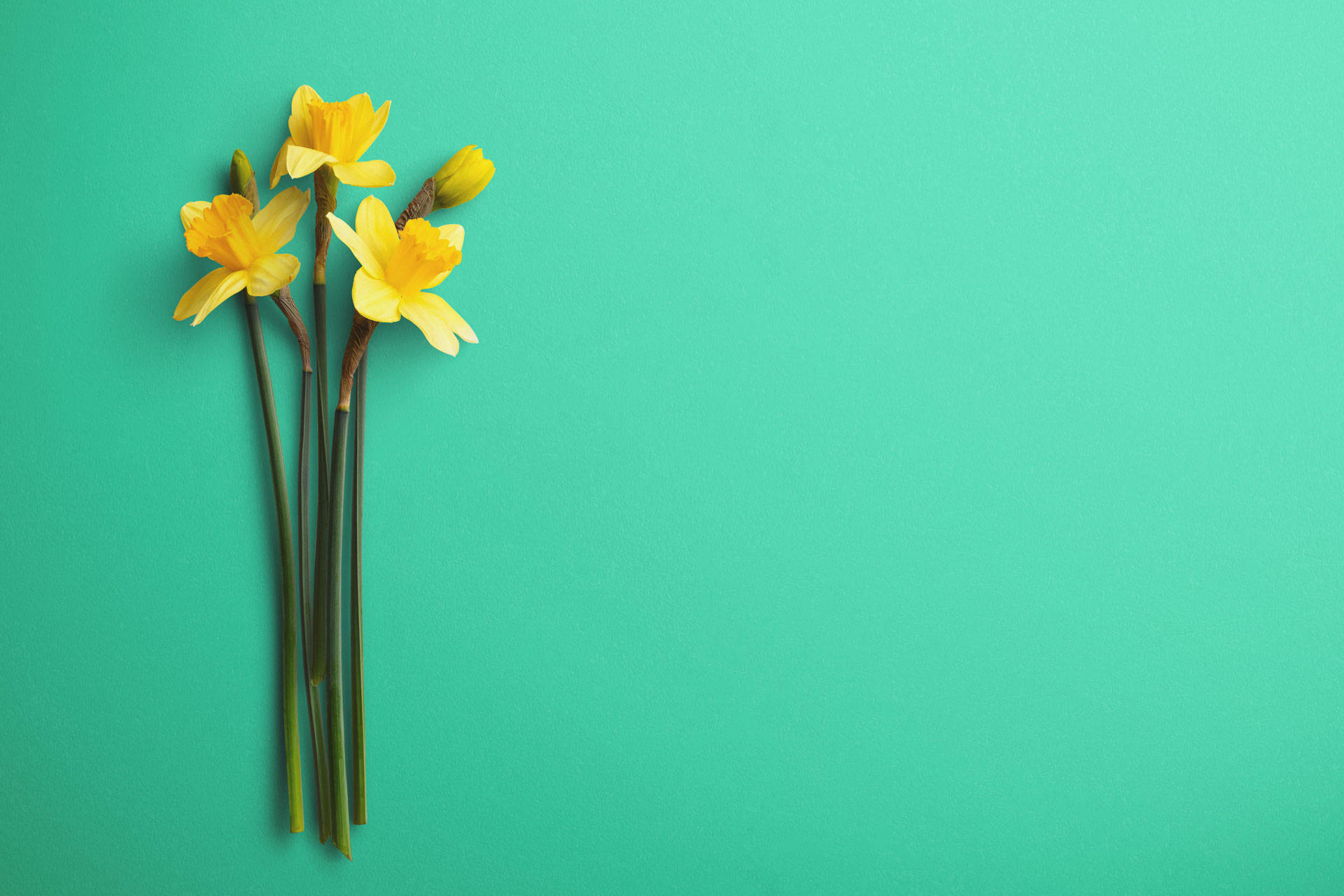 daffodils, green stems, solid teal background, Full HD Desktop Wallpaper