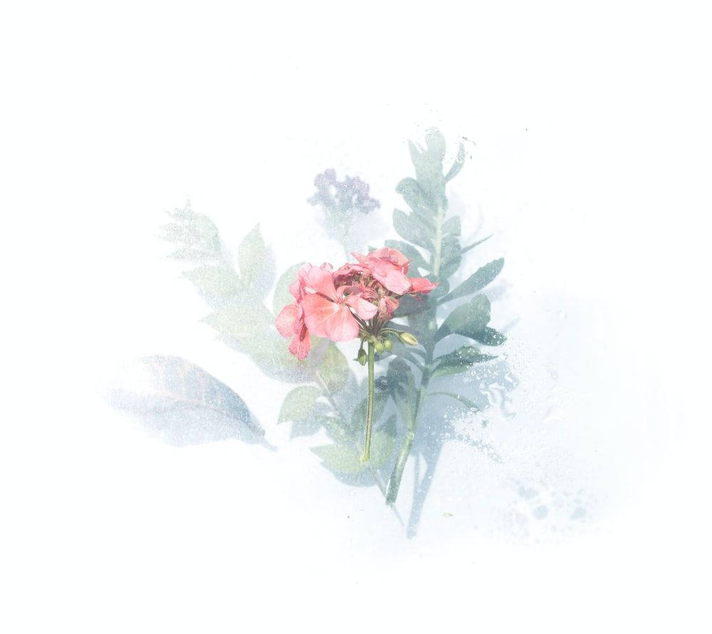 minimalist plant drawing, pink flower, green leaves, SD Desktop Wallpaper