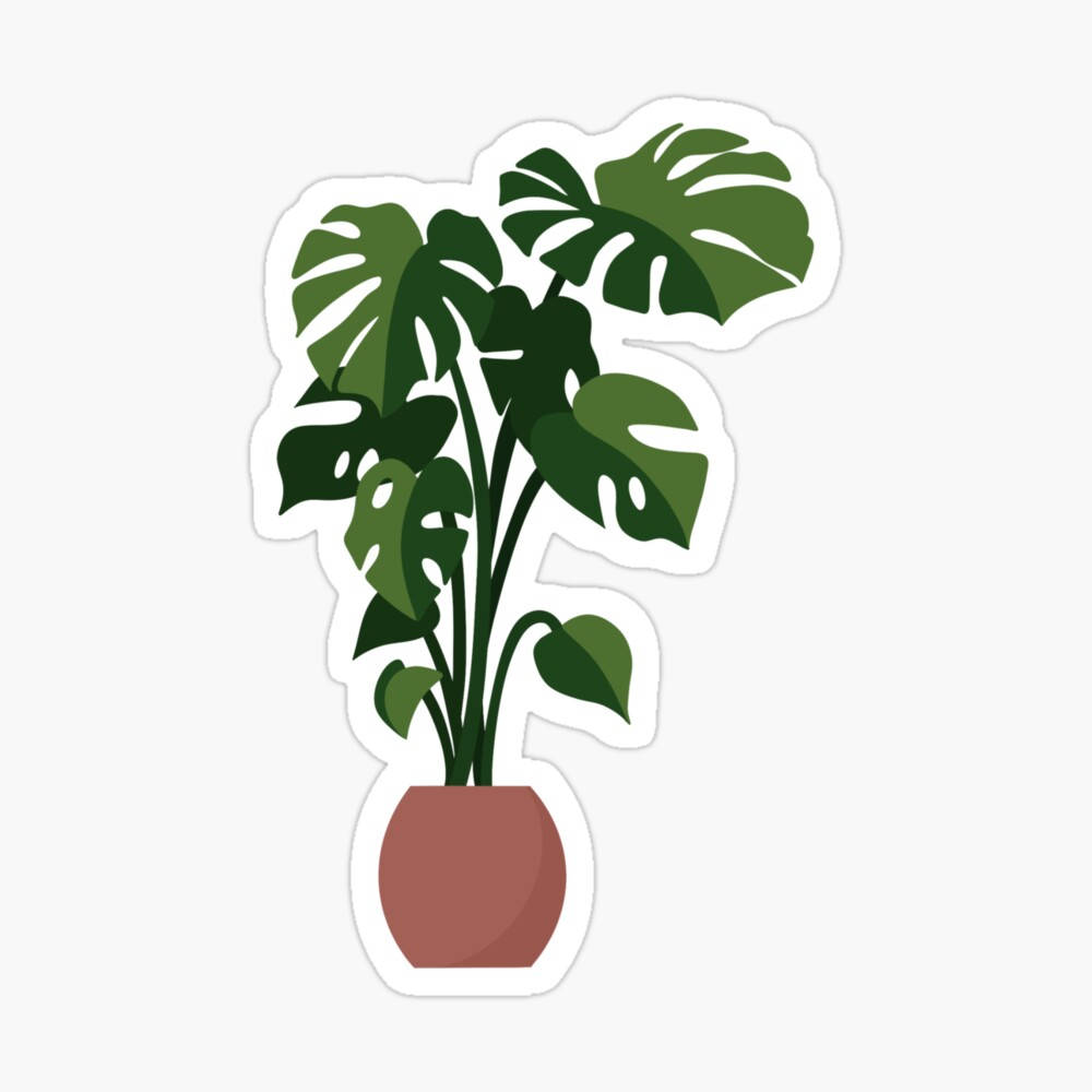 minimalist plant, brown pot, monstera plant, SD Desktop Wallpaper