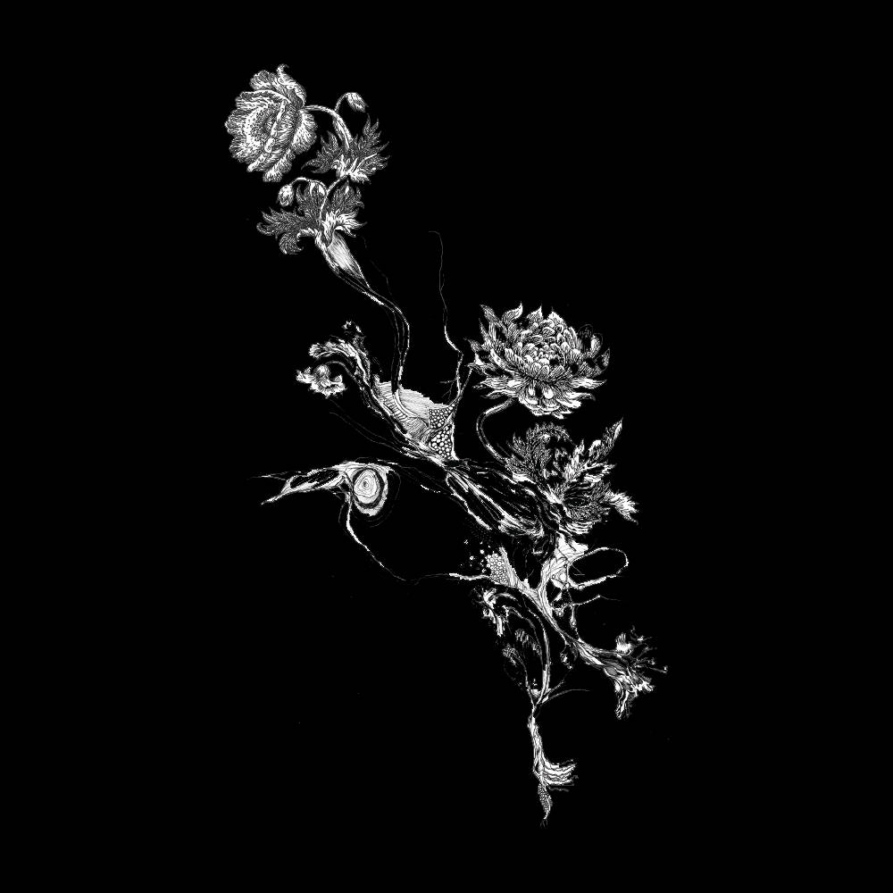 minimalist, intricate plant drawing, white line drawing, SD Desktop Wallpaper