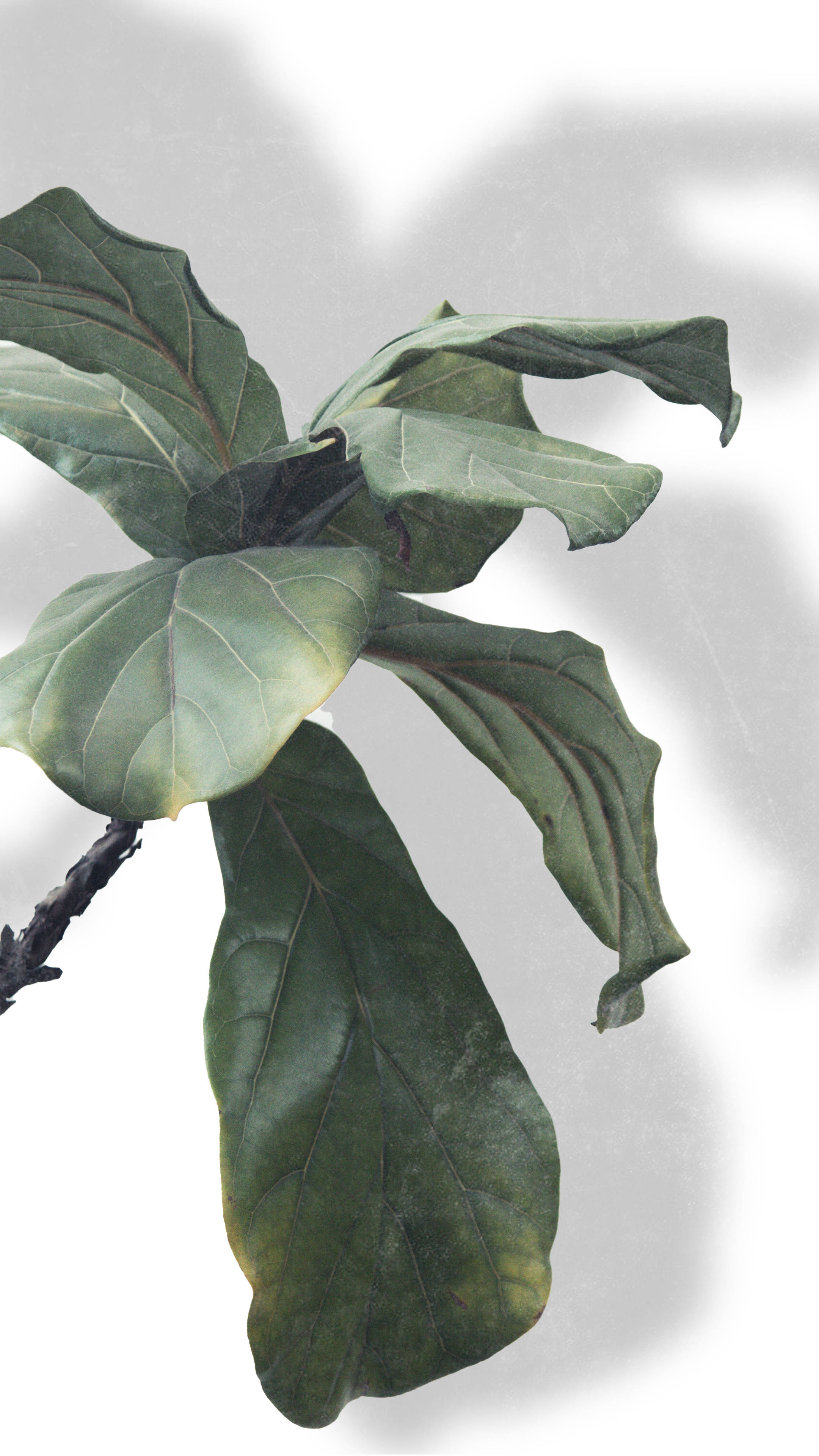 fiddle leaf fig, broad green leaves, soft shadows, 4K Phone Wallpaper