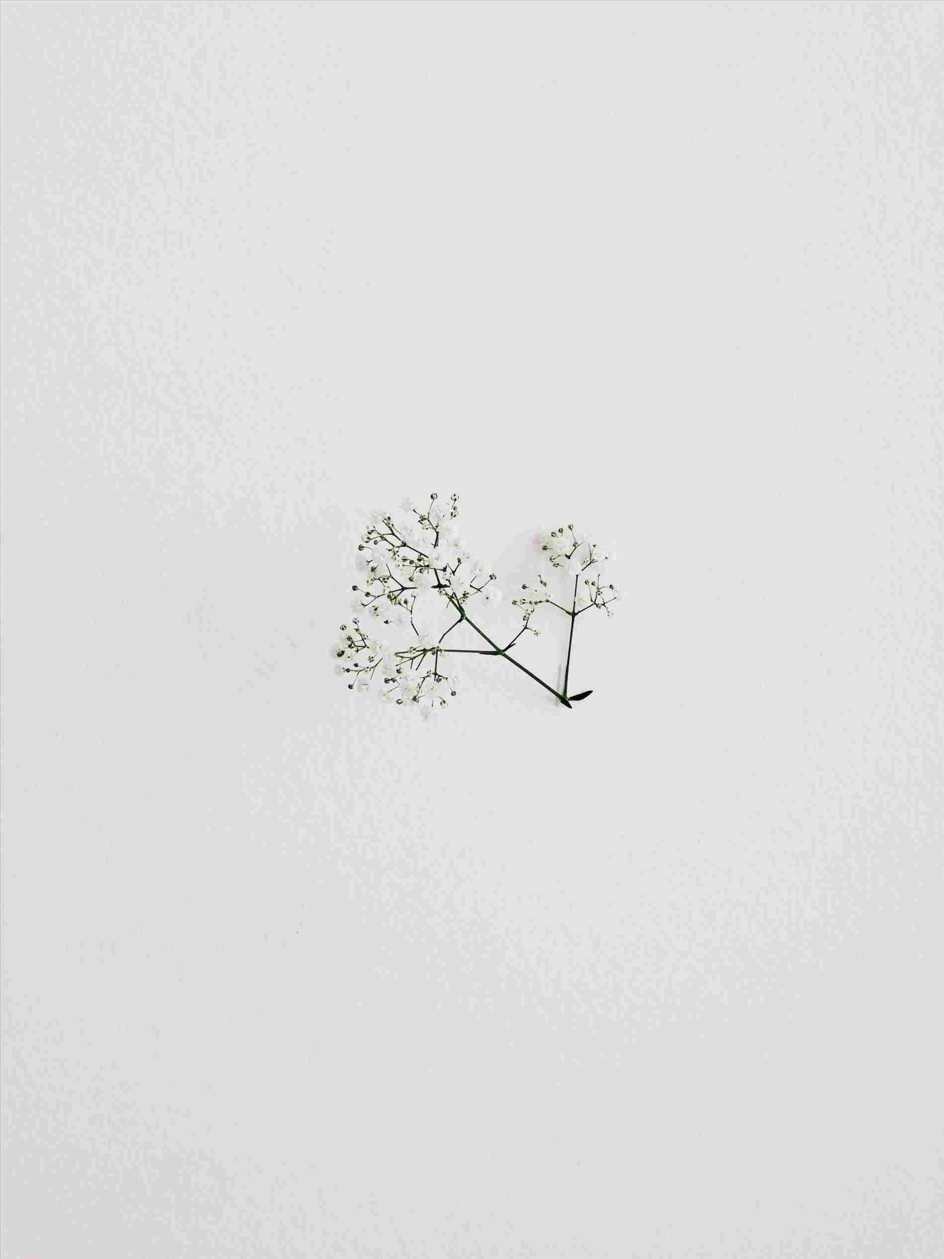 minimalist plant plain drawing, tiny white flowers, textured light gray surface, Full HD Phone Wallpaper