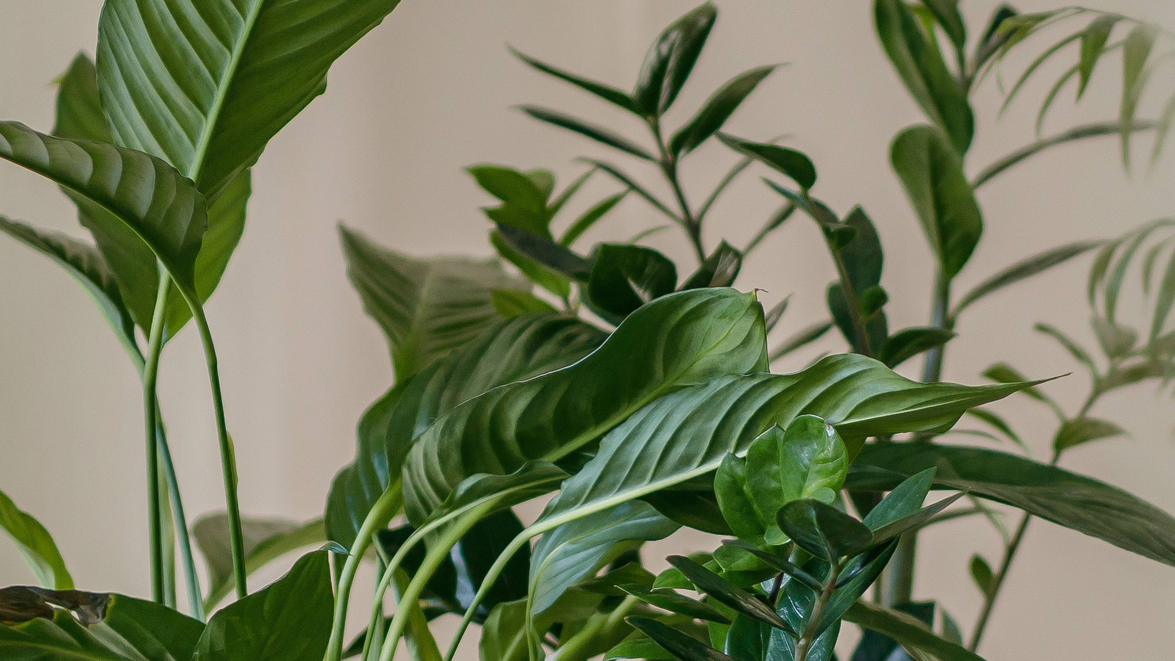 minimalist plant, houseplants, broad glossy leaves, 4K Desktop Wallpaper